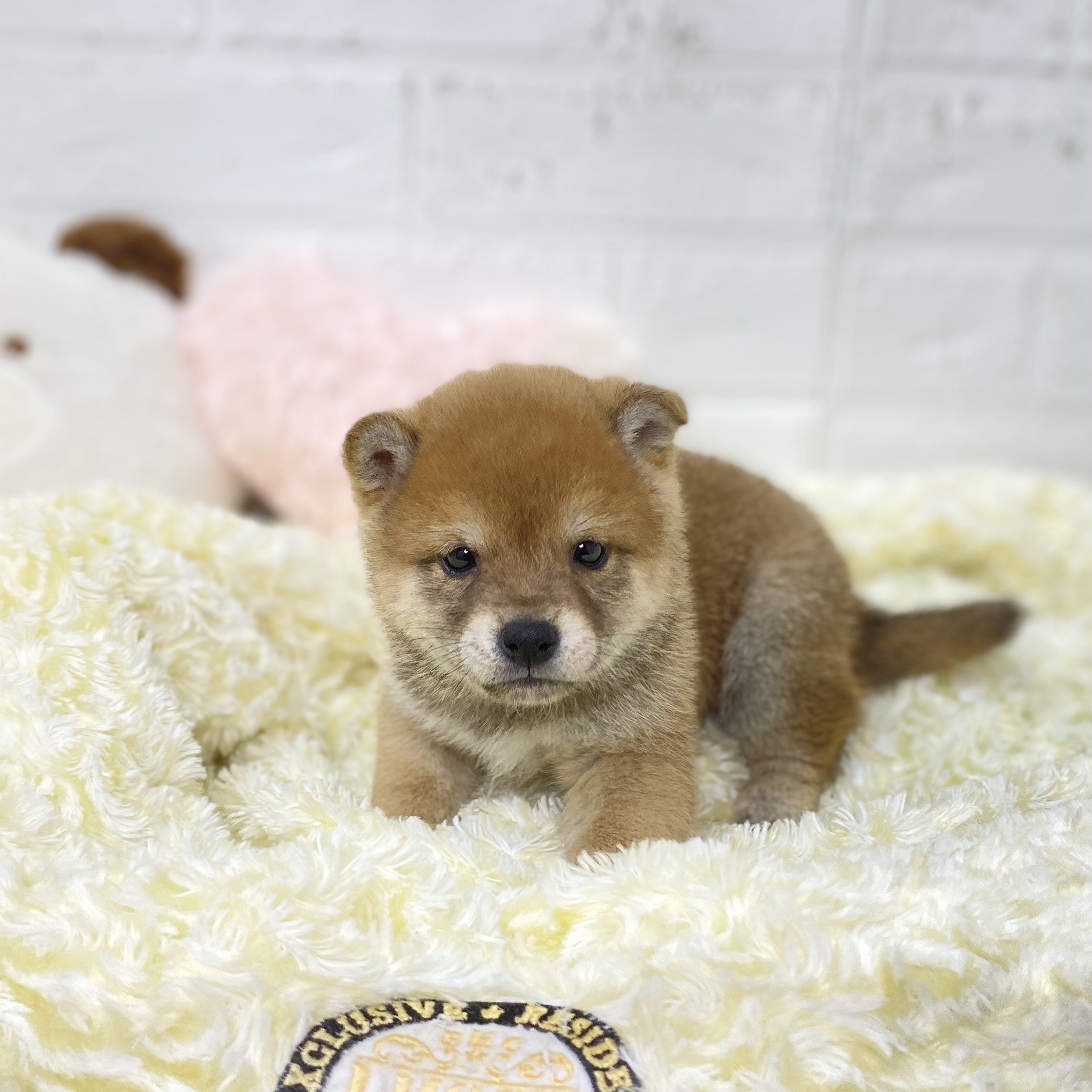 長野県の豆柴 (犬の家＆猫の里長野店/2025年9月23日生まれ/男の子/赤)の子犬の1枚目の画像