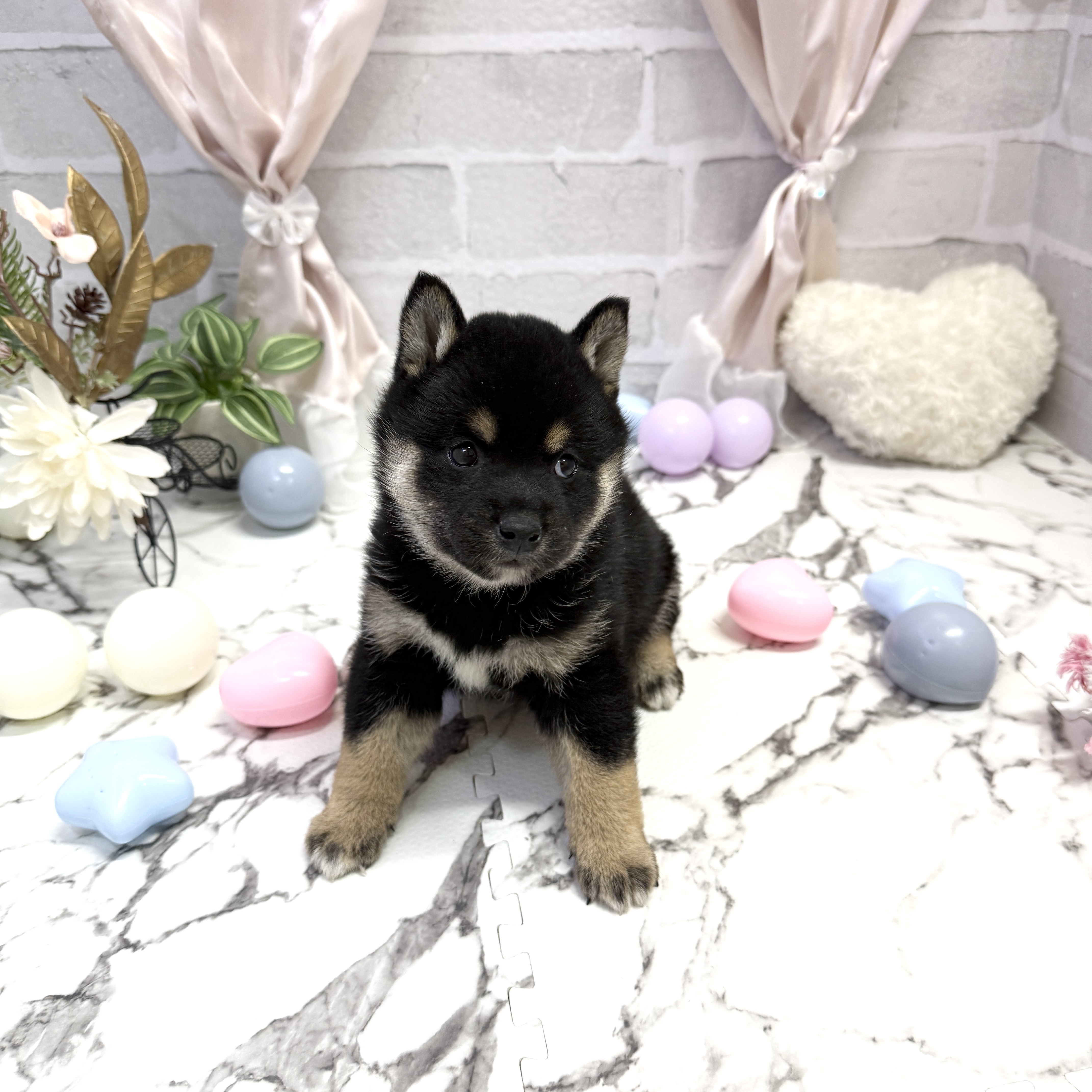 愛知県の柴犬(標準サイズ) (犬の家＆猫の里岡崎店/2025年9月23日生まれ/女の子/黒)の子犬の1枚目の画像