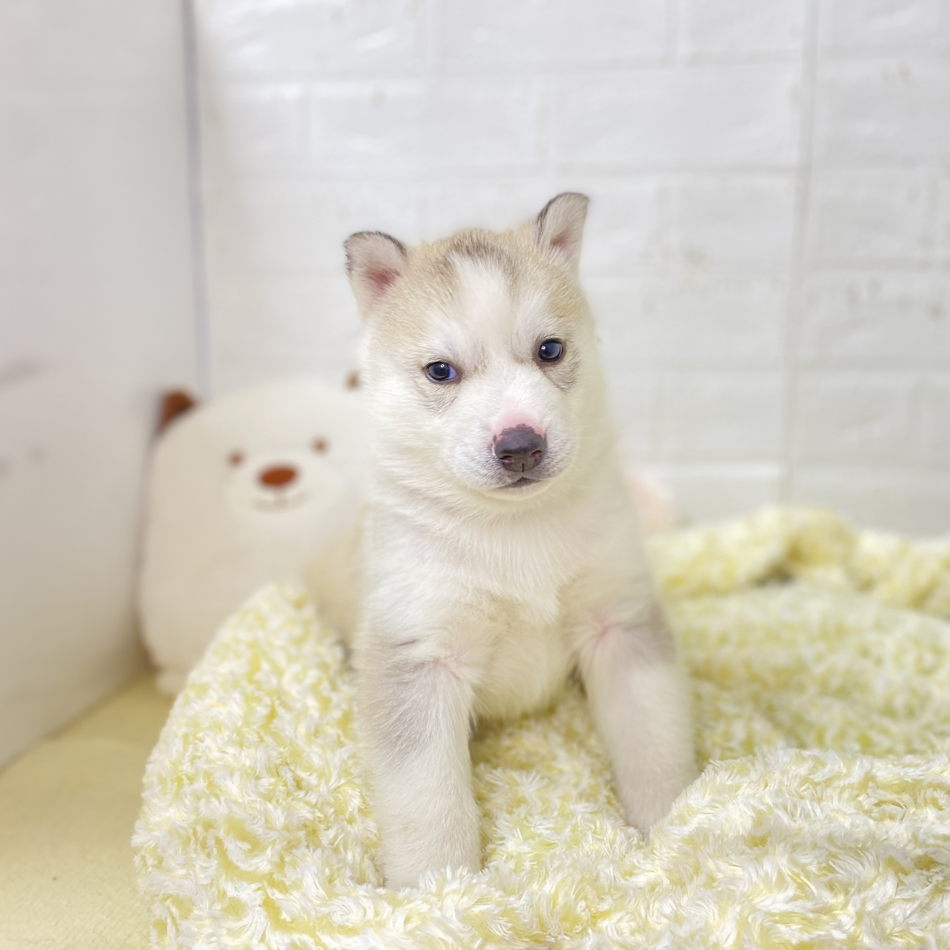 シベリアンハスキー男の子の写真