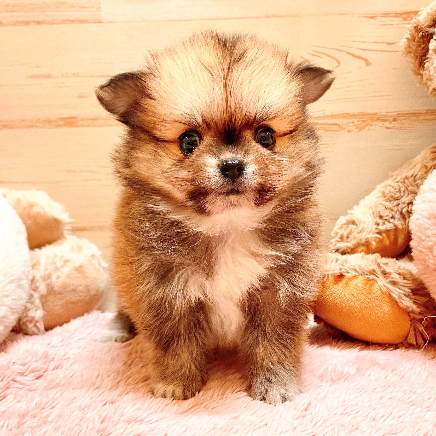 兵庫県のポメチワ/チワポメ/ポメチー(ポメラニアン×チワワ) (犬の家＆猫の里神戸店/2025年9月28日生まれ/女の子/フォーン)の子犬