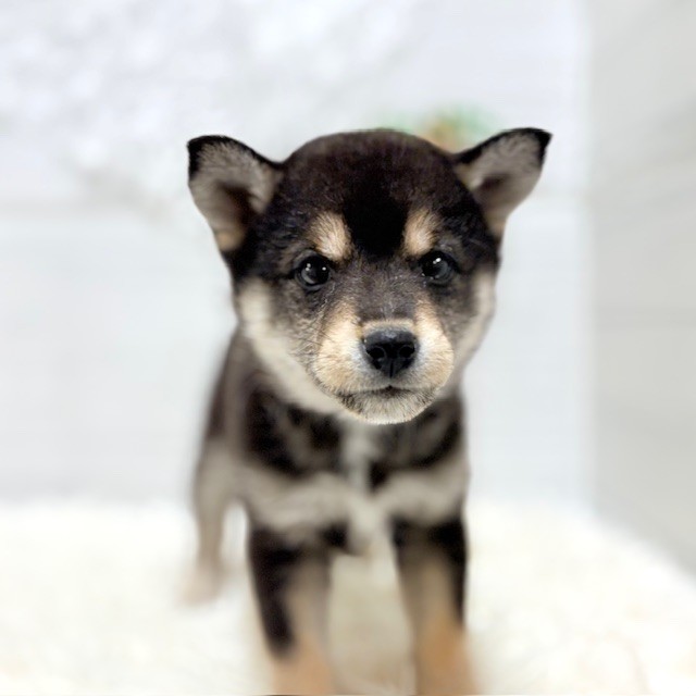 愛知県の豆柴 (犬の家＆猫の里豊田店/2025年9月23日生まれ/女の子/黒)の子犬
