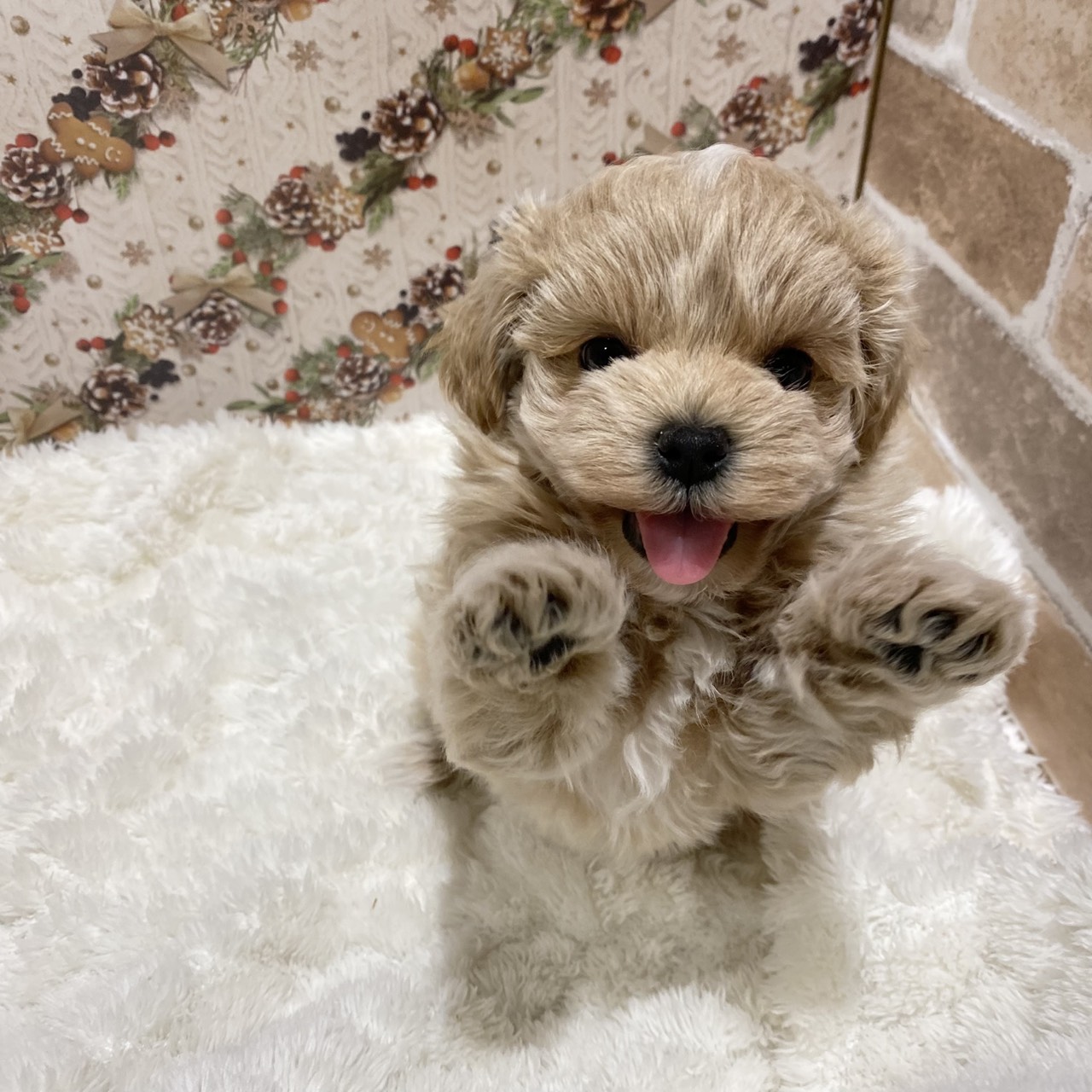 長野県のマルプー(マルチーズ×プードル) (犬の家＆猫の里カインズ梓川店/2025年9月29日生まれ/女の子/クリームホワイト)の子犬