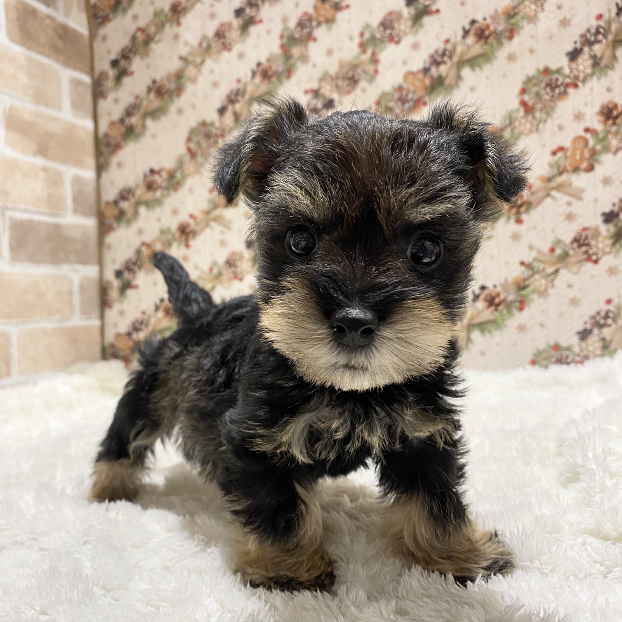 長野県のハーフ犬・ミックス犬 (犬の家＆猫の里カインズ梓川店/2025年9月30日生まれ/男の子/スチールブルータン)の子犬