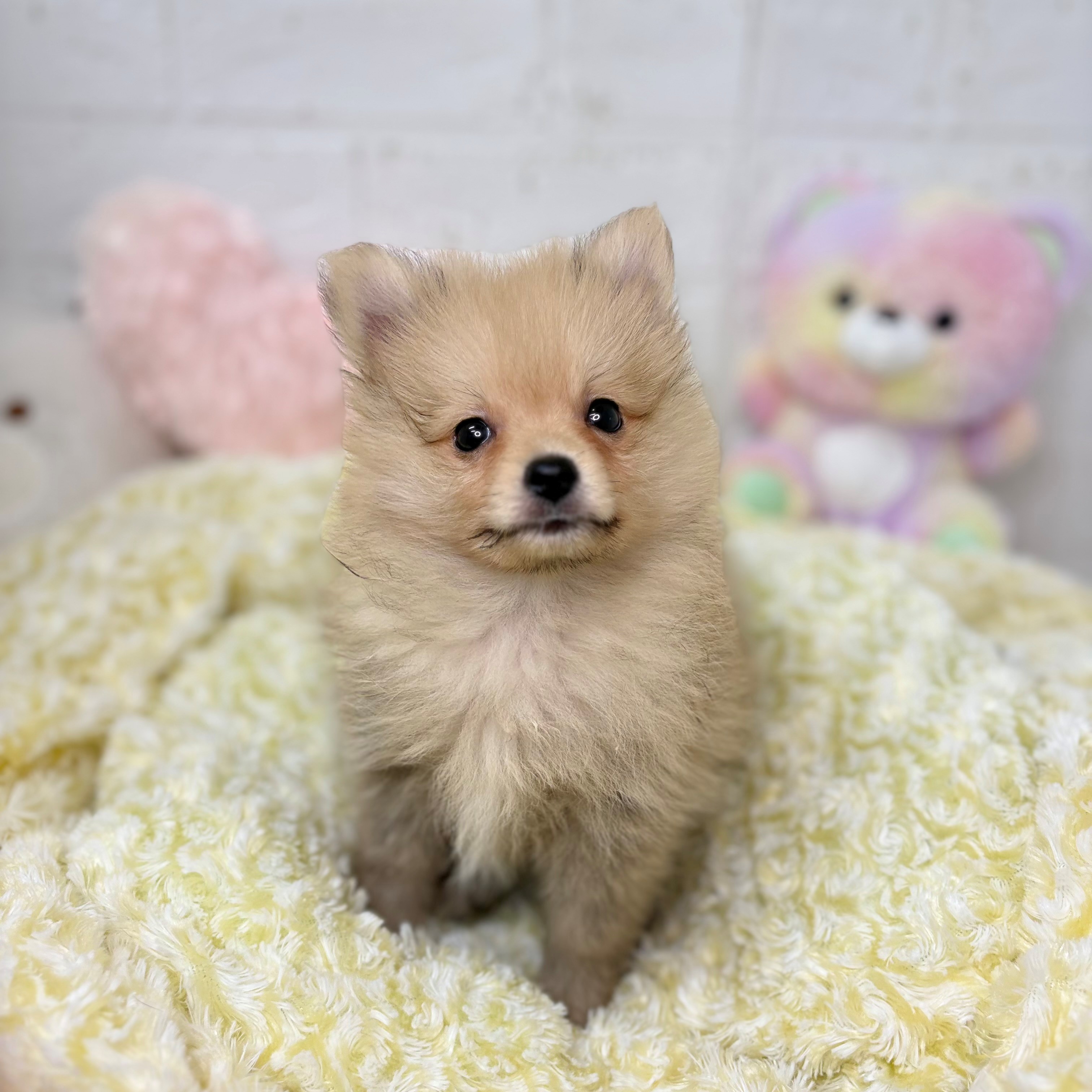 長野県のポメラニアン (犬の家＆猫の里長野店/2025年9月28日生まれ/女の子/オレンジ)の子犬