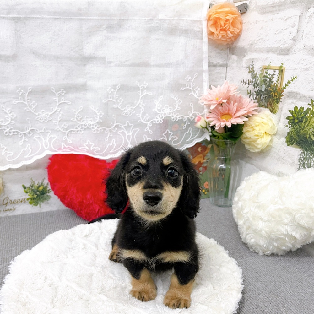 ミニチュアダックス男の子の写真