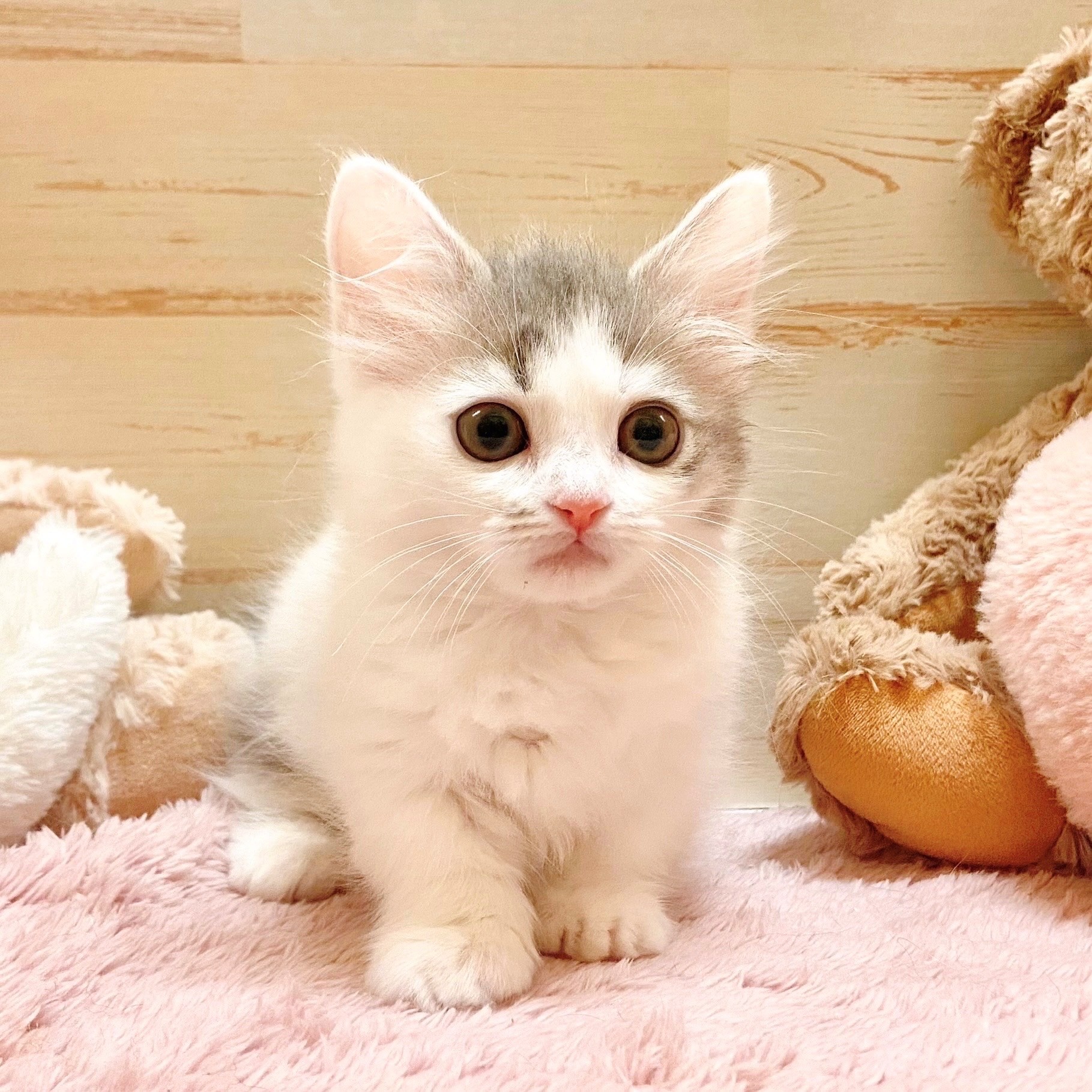 兵庫県のミヌエット (犬の家＆猫の里神戸店/2025年10月5日生まれ/女の子/ブルータビーホワイト)の子猫の1枚目の画像