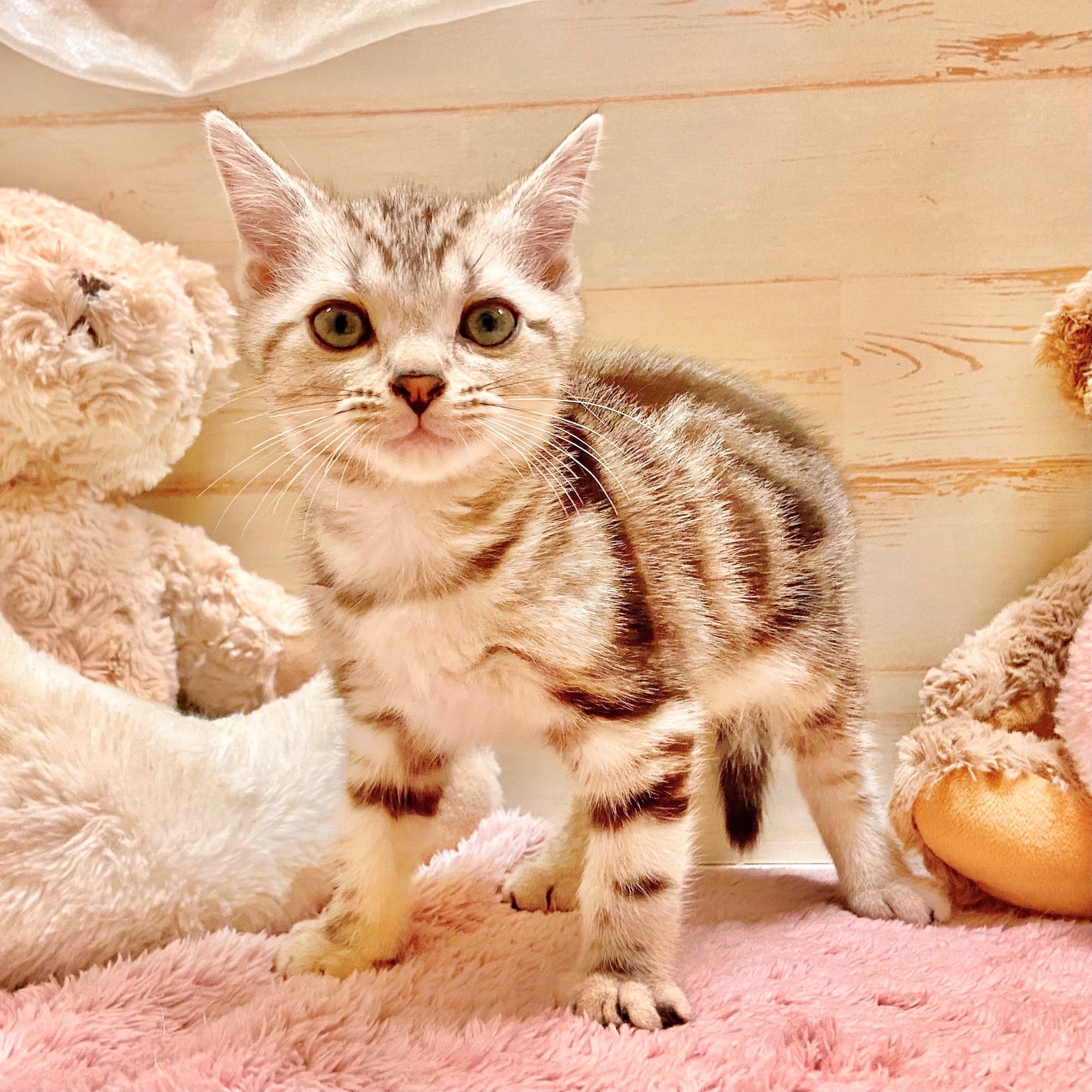 兵庫県のアメリカンショートヘアー (犬の家＆猫の里神戸店/2025年10月3日生まれ/男の子/シルバータビー)の子猫の1枚目の画像