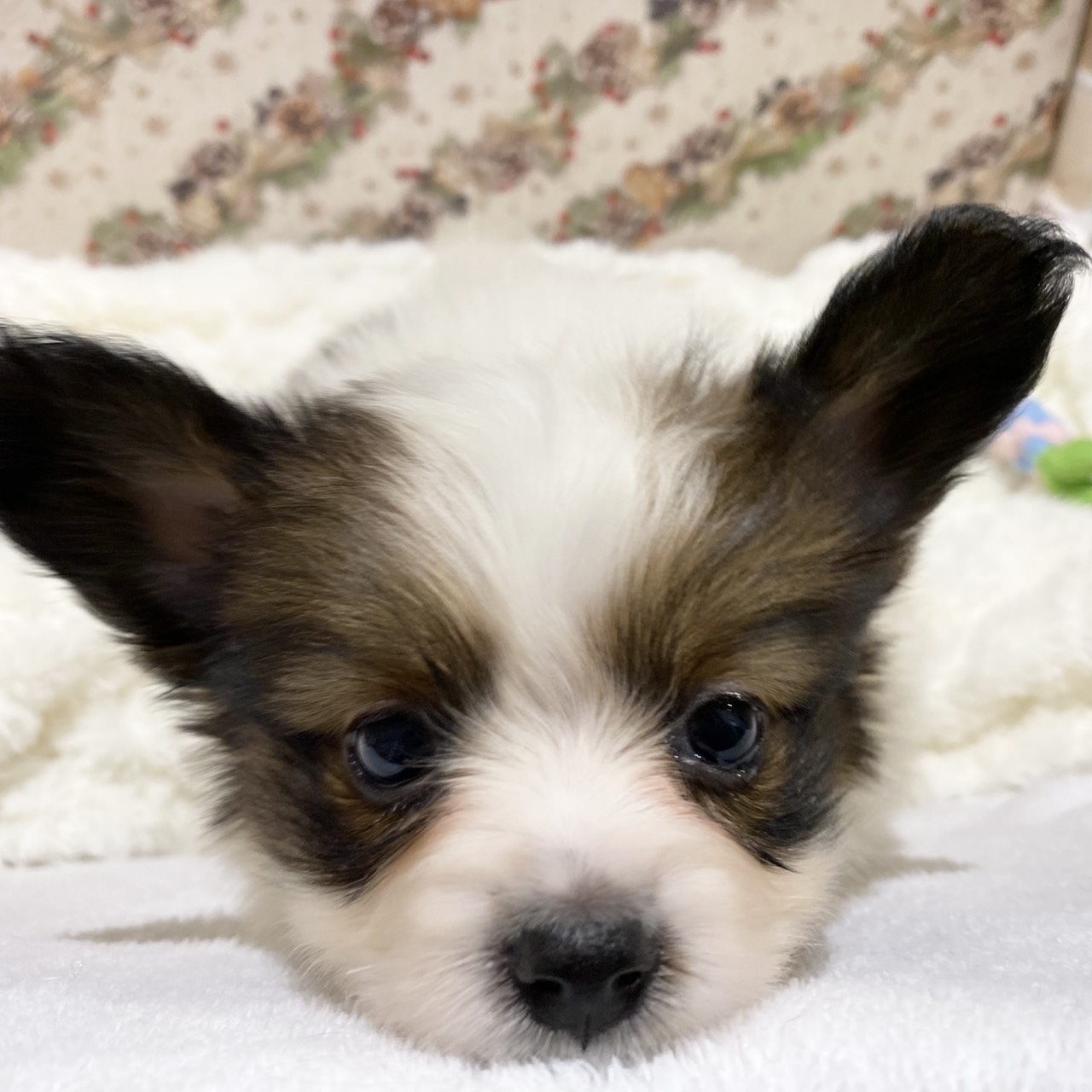 長野県のパピヨン (犬の家＆猫の里カインズ梓川店/2025年10月14日生まれ/男の子/ホワイトブラウン)の子犬の1枚目の画像