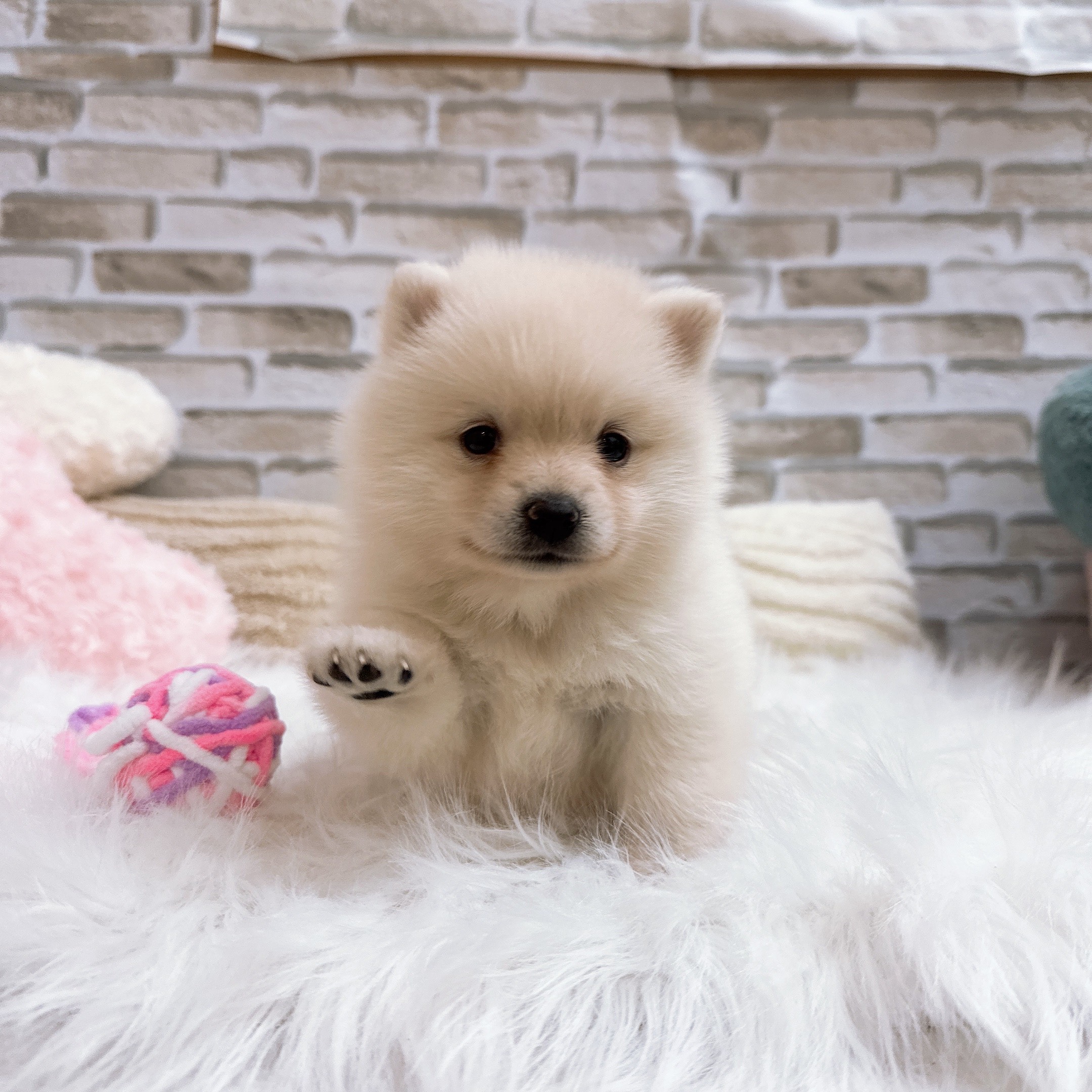 神奈川県のポメ柴/豆ポメ/ポメ豆柴(ポメラニアン×柴犬) (犬の家＆猫の里モザイクモール港北店/2025年10月13日生まれ/女の子/白)の子犬の1枚目の画像