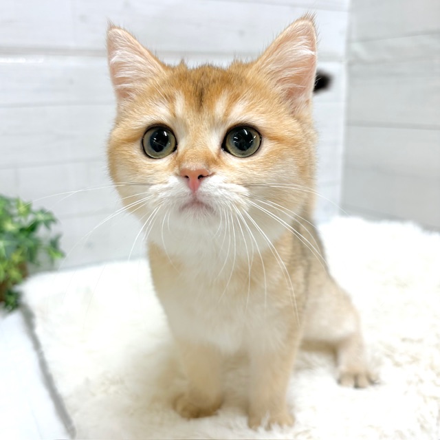 愛知県のブリティッシュショートヘアー (犬の家＆猫の里豊田店/2025年10月14日生まれ/女の子/シェーデットゴールデン)の子猫の1枚目の画像