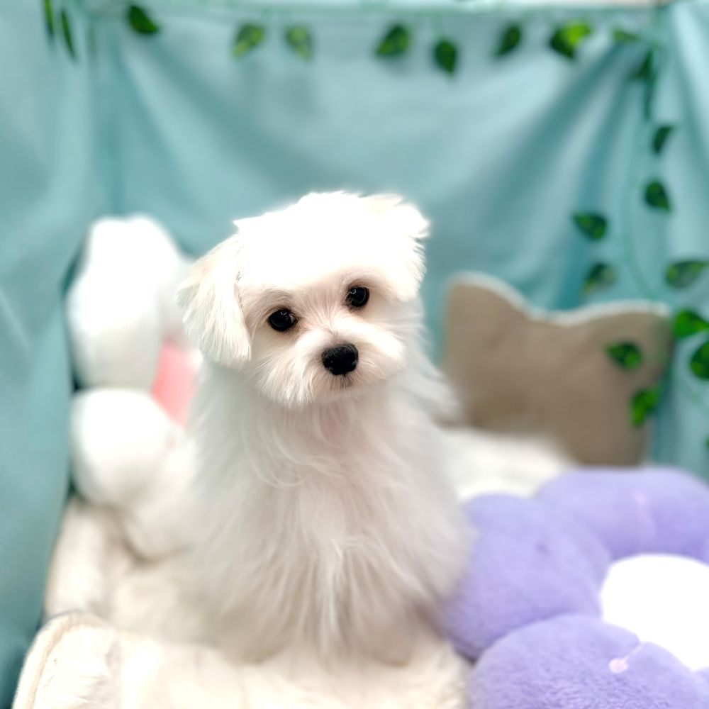 愛知県のマルチーズ (犬の家＆猫の里愛知刈谷店/2025年10月8日生まれ/男の子/ホワイト)の子犬の1枚目の画像