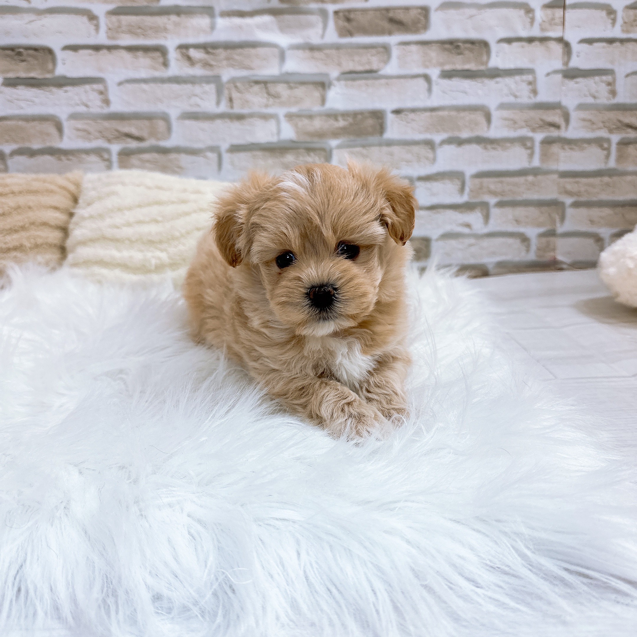 神奈川県のマルプー(マルチーズ×プードル) (犬の家＆猫の里モザイクモール港北店/2025年10月21日生まれ/女の子/クリームホワイト)の子犬の1枚目の画像