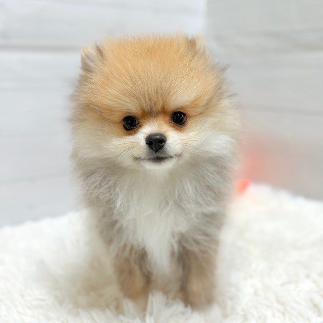 ポメラニアン男の子の写真