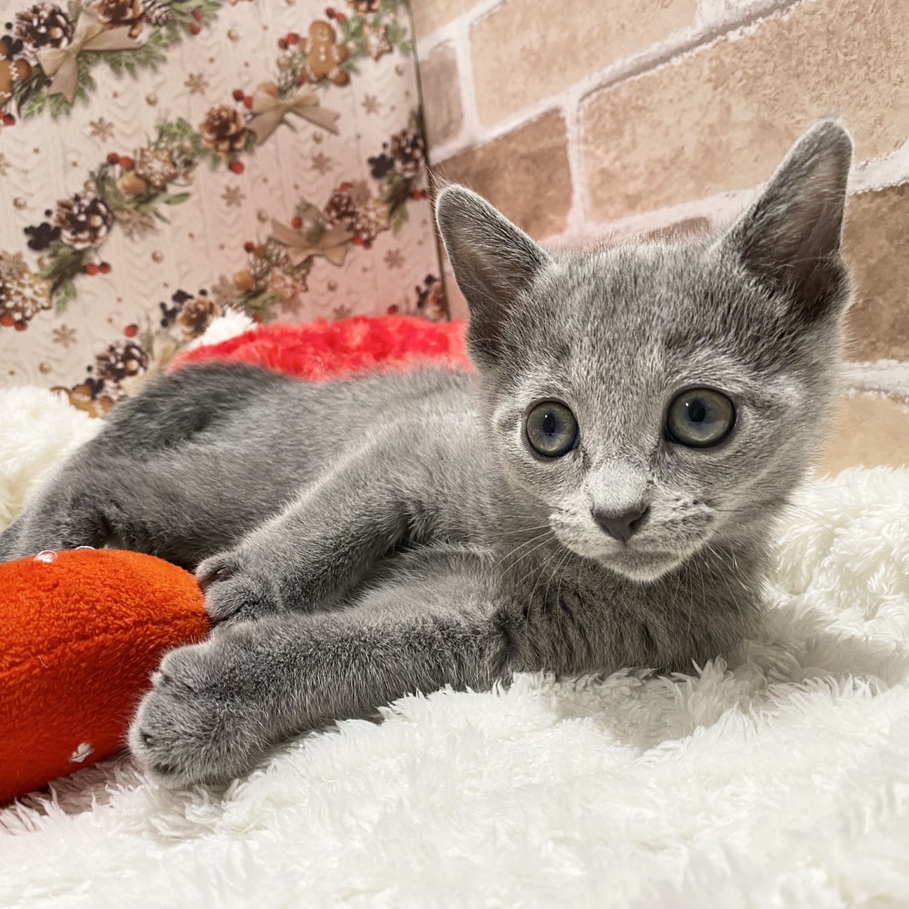 長野県のロシアンブルー (犬の家＆猫の里カインズ梓川店/2025年10月28日生まれ/女の子/ブルー)の子猫の1枚目の画像