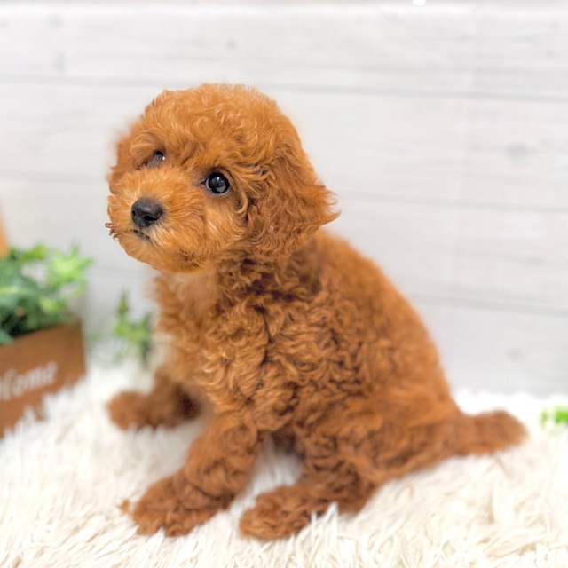 愛知県のトイプードル(トイ) (犬の家＆猫の里豊田店/2025年10月26日生まれ/女の子/レッド)の子犬の1枚目の画像