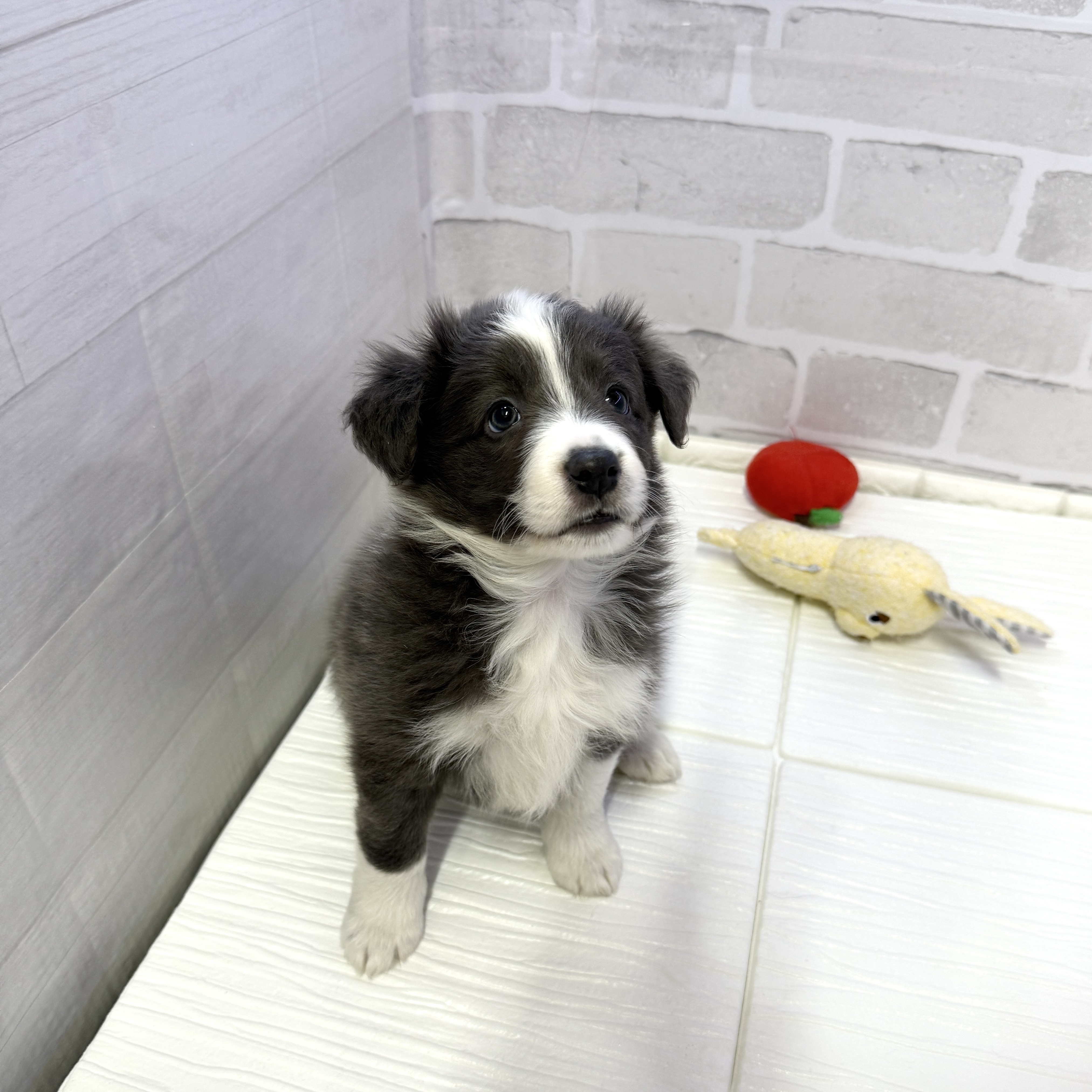 愛知県のボーダーコリー (犬の家＆猫の里岡崎店/2025年10月26日生まれ/女の子/ブルーホワイト)の子犬の1枚目の画像