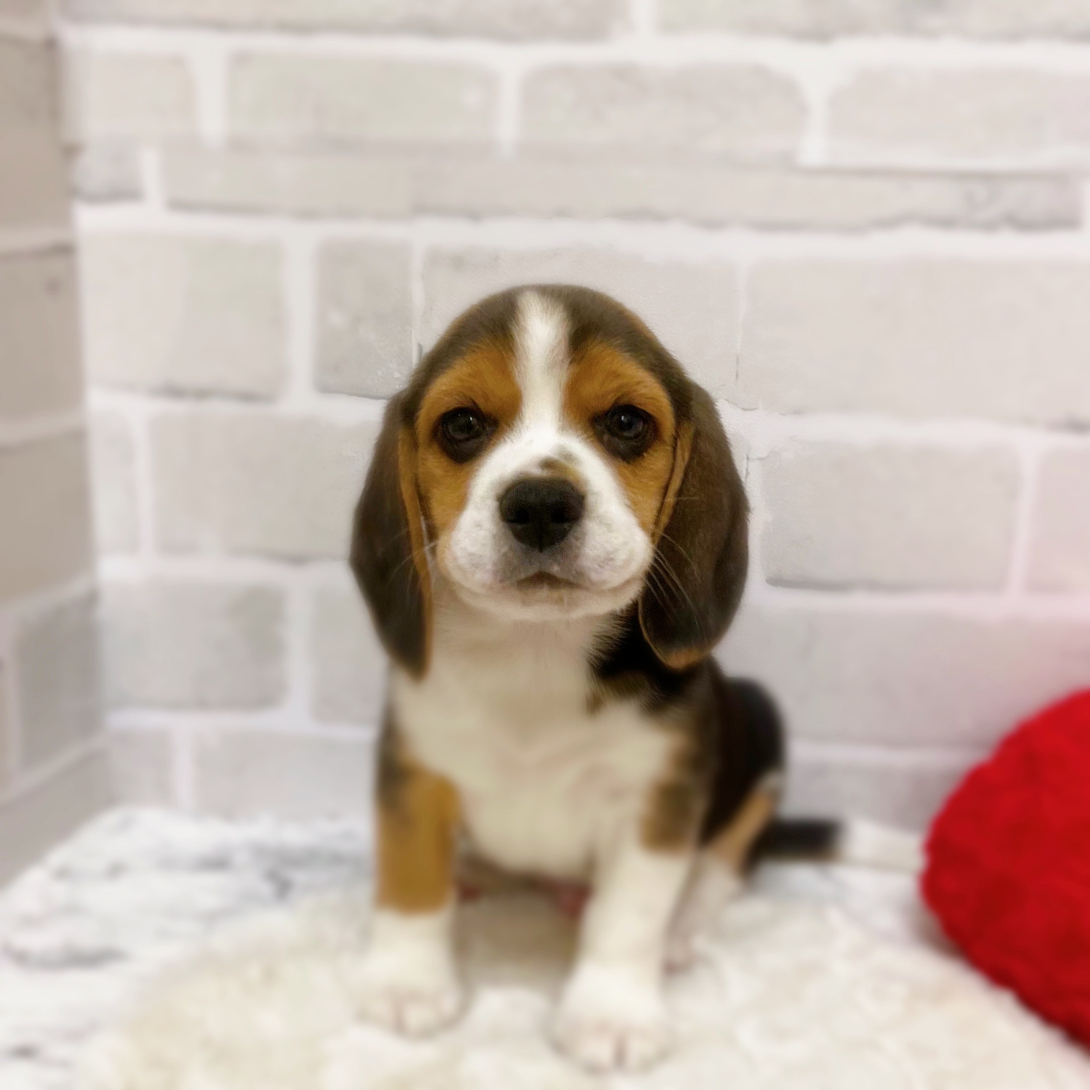 京都府のビーグル (犬の家＆猫の里京都精華店/2025年10月30日生まれ/男の子/ブラックタンホワイト)の子犬