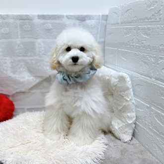 滋賀県のトイプードル(トイ) (犬の家＆猫の里長浜店/2025年10月30日生まれ/男の子/ペールフォーン)の子犬の1枚目の画像