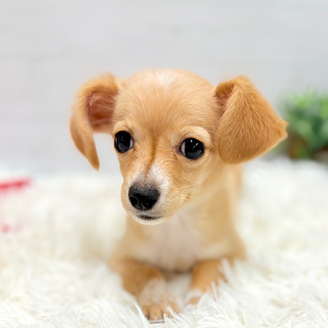 岐阜県のチワックス(チワワ×ダックス) (犬の家＆猫の里カラフルタウン岐阜店/2025年10月31日生まれ/男の子/クリームホワイト)の子犬の1枚目の画像