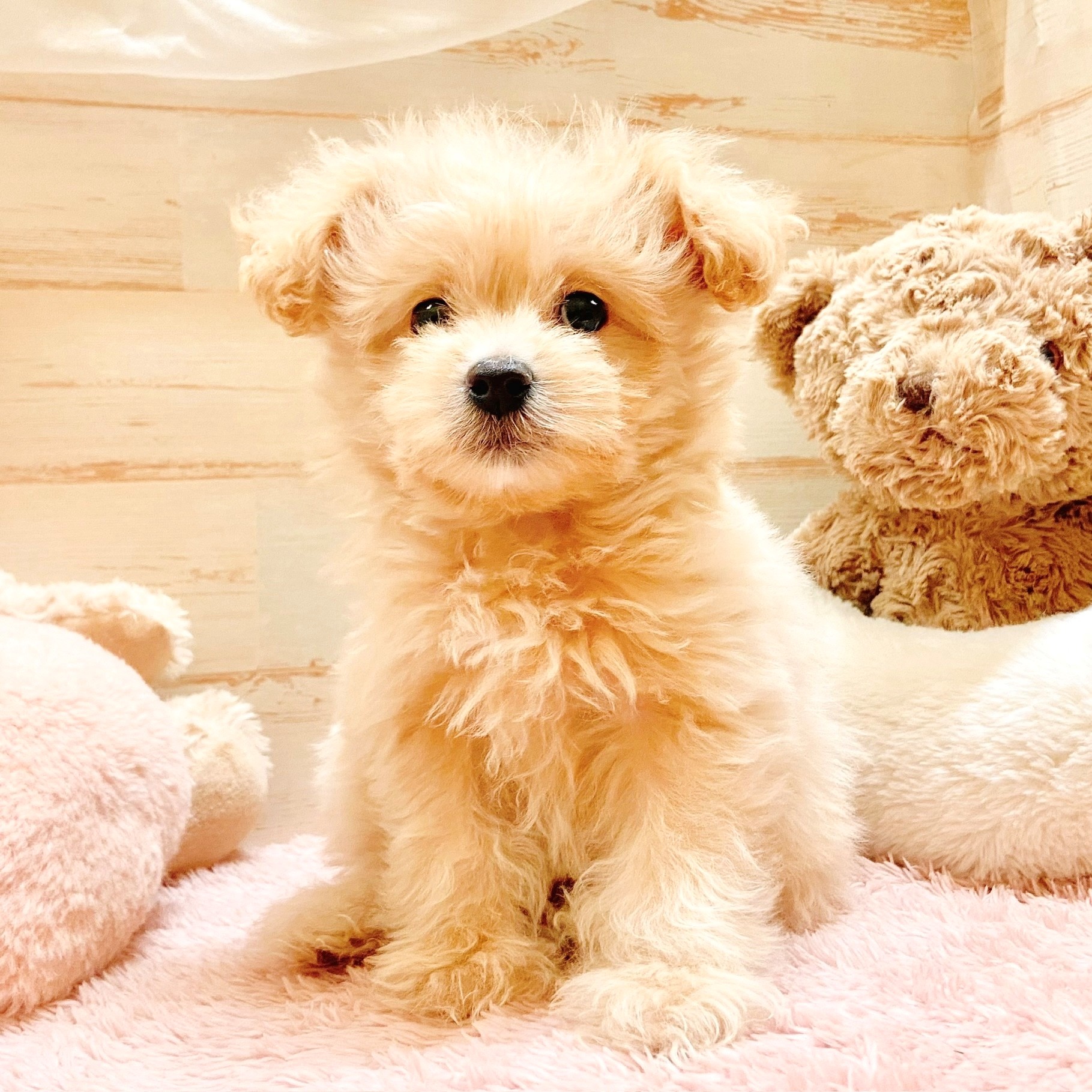 兵庫県のポメプー(ポメラニアン×プードル) (犬の家＆猫の里神戸店/2025年10月27日生まれ/男の子/クリーム)の子犬の1枚目の画像