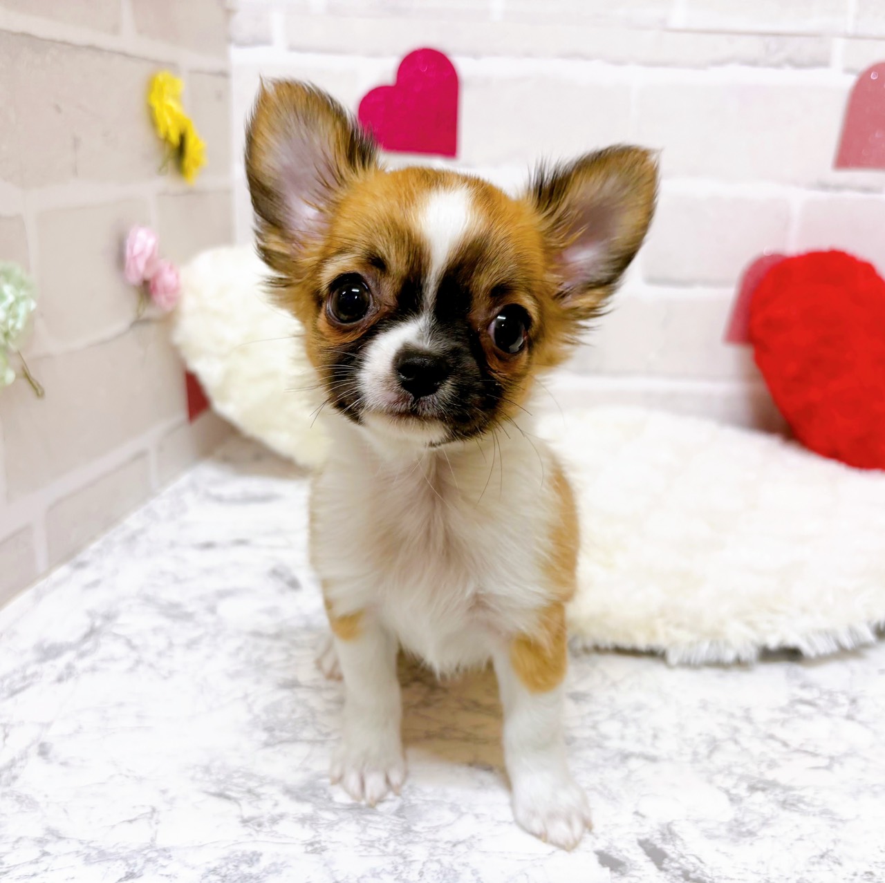 京都府のチワワ(ロング) (犬の家＆猫の里京都精華店/2025年10月28日生まれ/女の子/レッドセーブルホワイト)の子犬