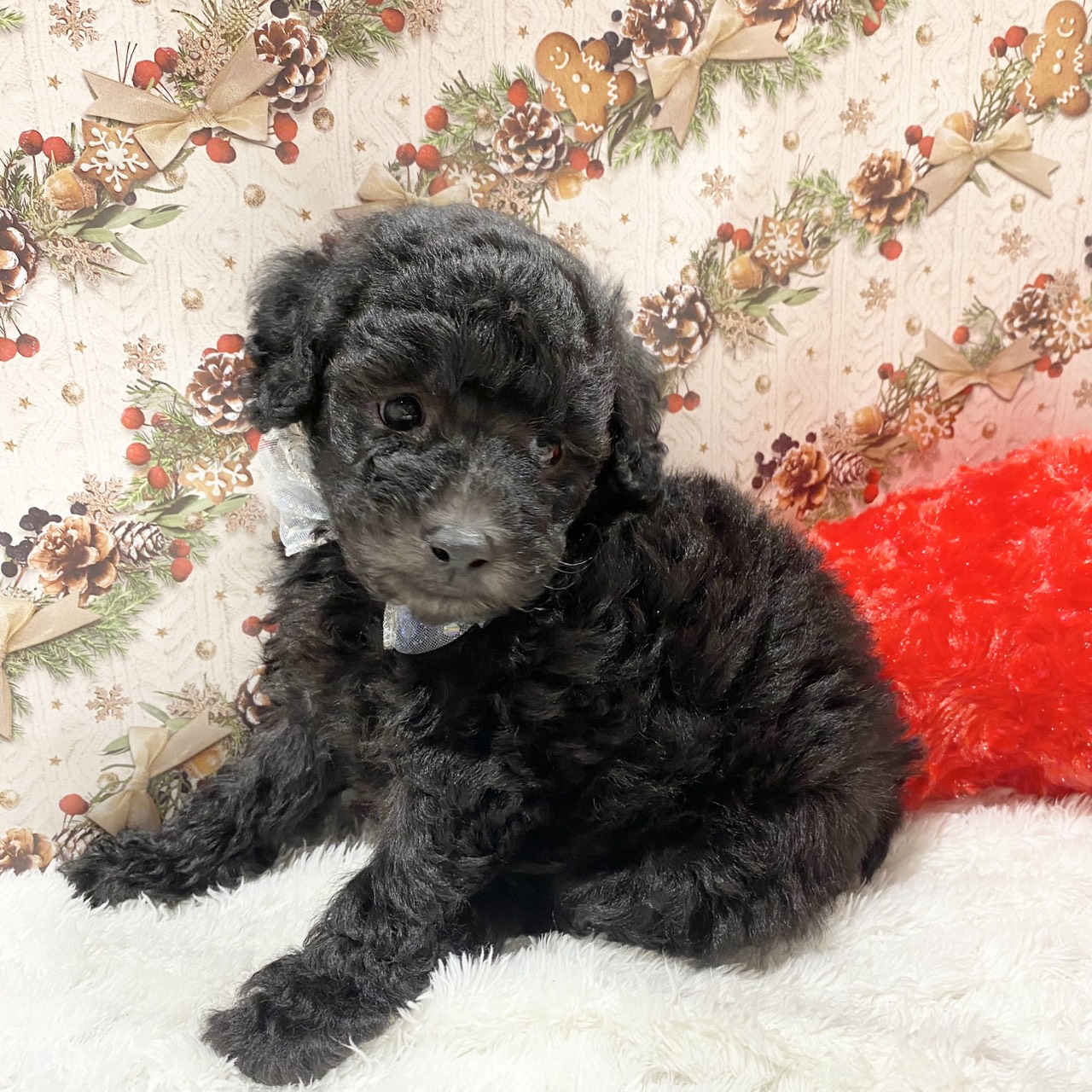 長野県のトイプードル(トイ) (犬の家＆猫の里カインズ梓川店/2025年11月2日生まれ/男の子/シルバー)の子犬