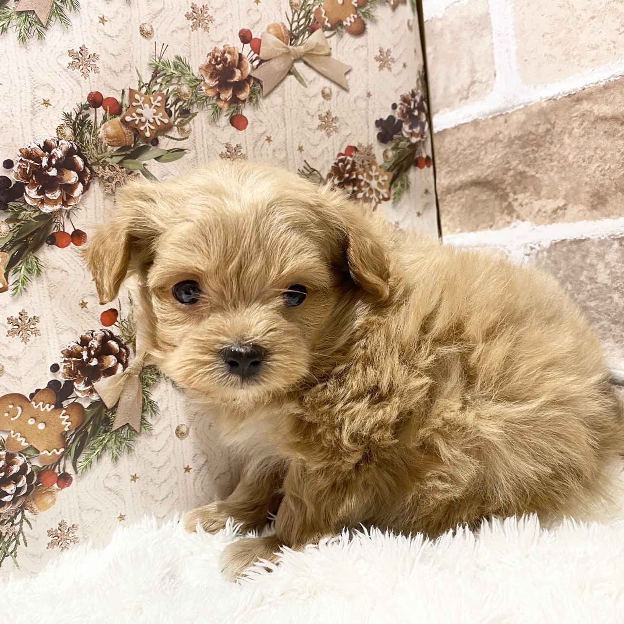 長野県のチワプー/プーチー(チワワ×プードル) (犬の家＆猫の里カインズ梓川店/2025年11月3日生まれ/女の子/アプリコット)の子犬