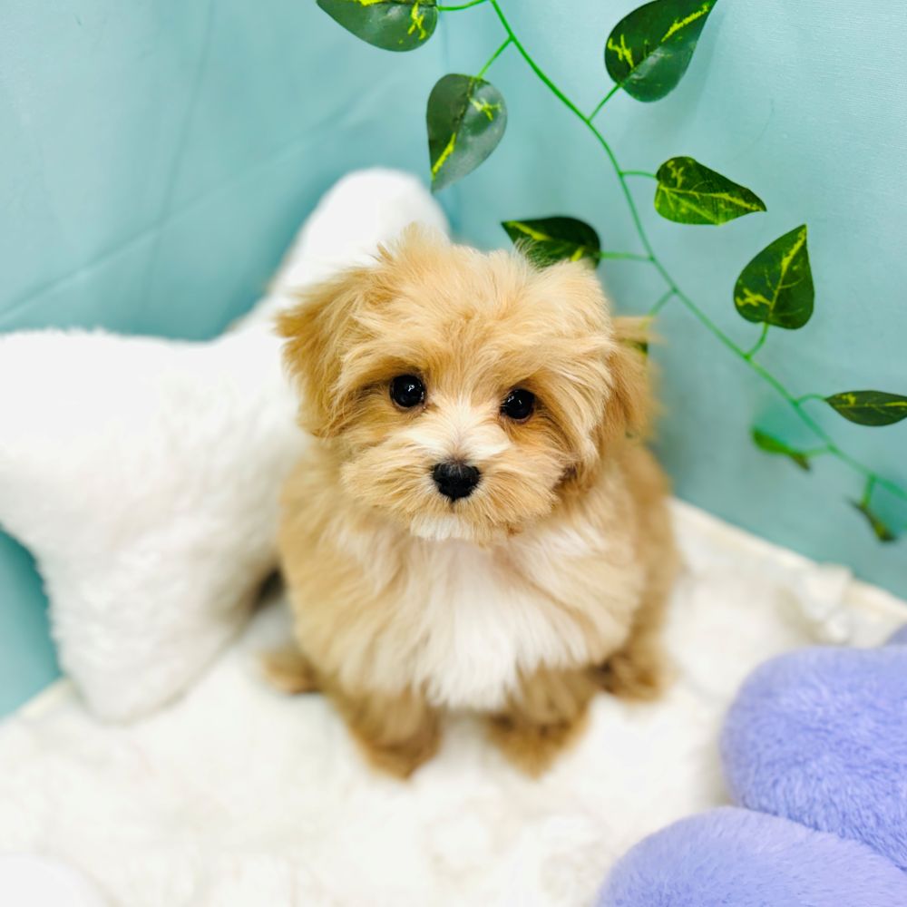 愛知県のマルプー(マルチーズ×プードル) (犬の家＆猫の里愛知刈谷店/2025年11月6日生まれ/女の子/アプリコットホワイト)の子犬の1枚目の画像