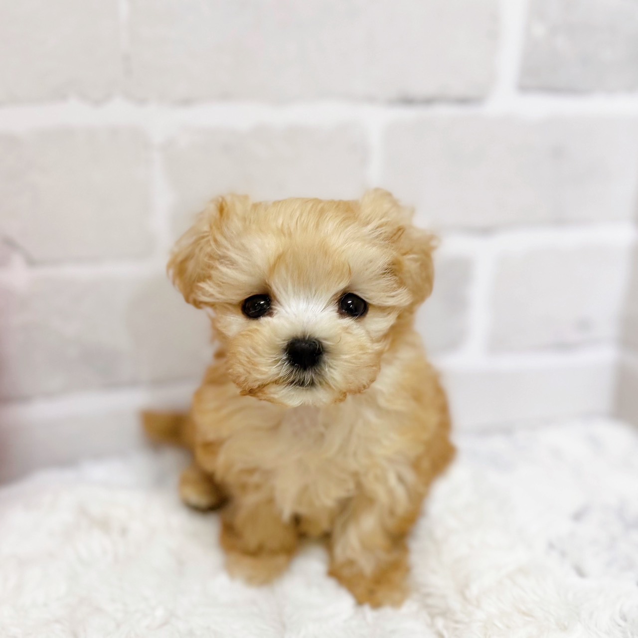 京都府のマルプー(マルチーズ×プードル) (犬の家＆猫の里京都精華店/2025年11月9日生まれ/男の子/クリーム)の子犬の1枚目の画像