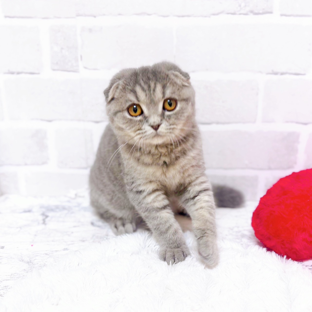 京都府のスコティッシュフォールド (犬の家＆猫の里京都精華店/2025年11月6日生まれ/女の子/ブルータビー)の子猫の1枚目の画像