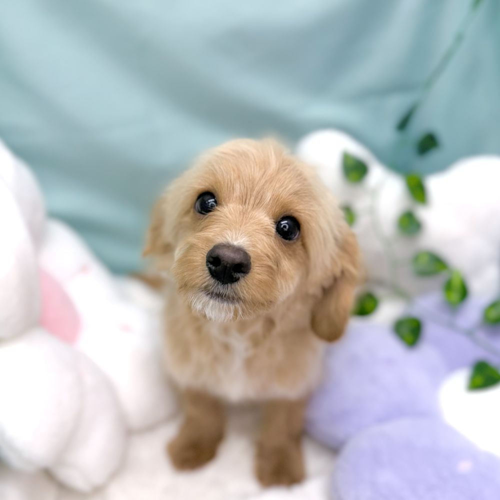 愛知県のチワプー/プーチー(チワワ×プードル) (犬の家＆猫の里愛知刈谷店/2025年11月10日生まれ/男の子/アプリコット)の子犬の1枚目の画像