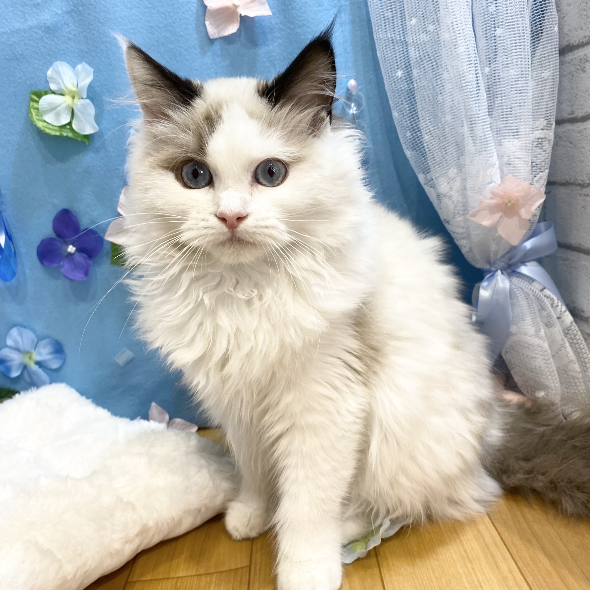 長野県のラグドール (犬の家＆猫の里カインズ梓川店/2025年11月18日生まれ/女の子/シールポイントバイカラー)の子猫の1枚目の画像