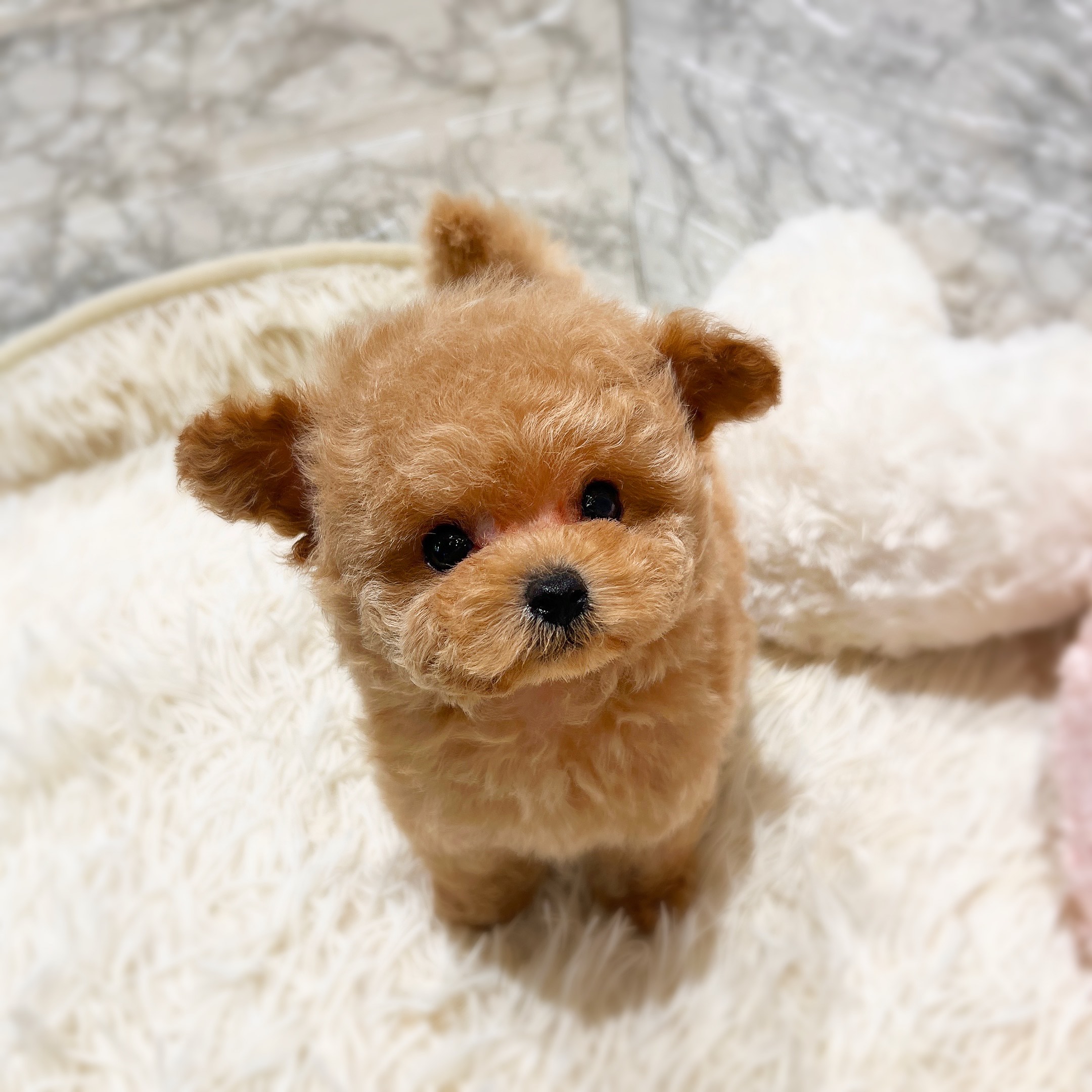 ティーカッププードル男の子の写真