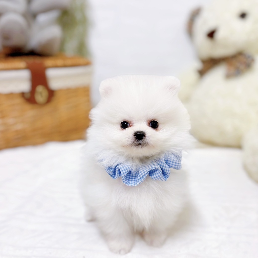 ポメラニアン男の子の写真