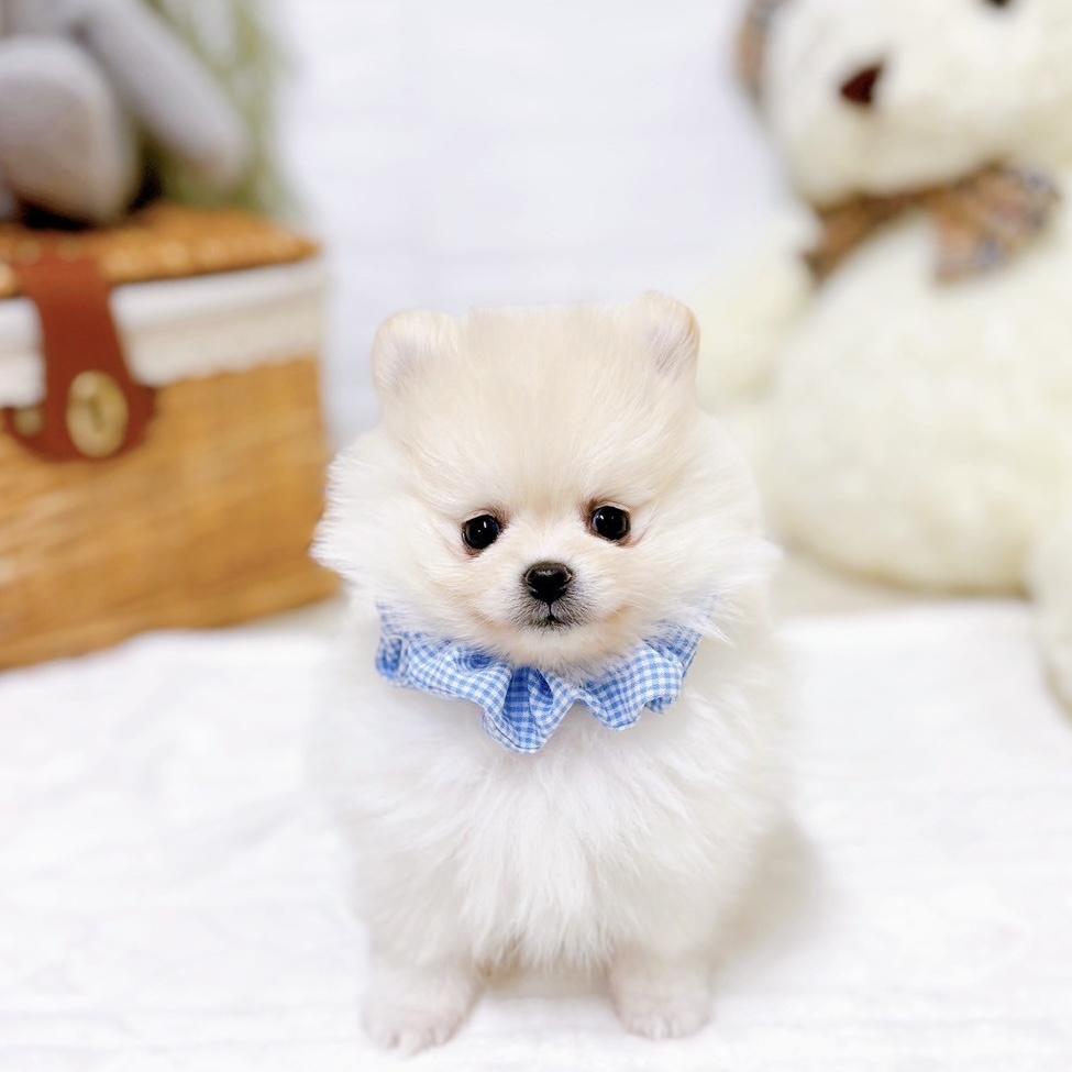 ポメラニアン男の子の写真