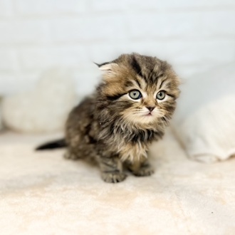 スコティッシュフォールド男の子の写真