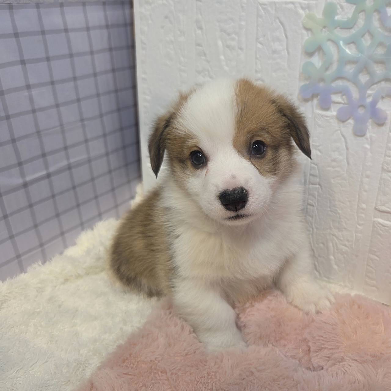 長野県のウェルシュコーギーペンブローク (犬の家＆猫の里カインズ梓川店/2025年11月30日生まれ/女の子/レッドホワイト)の子犬