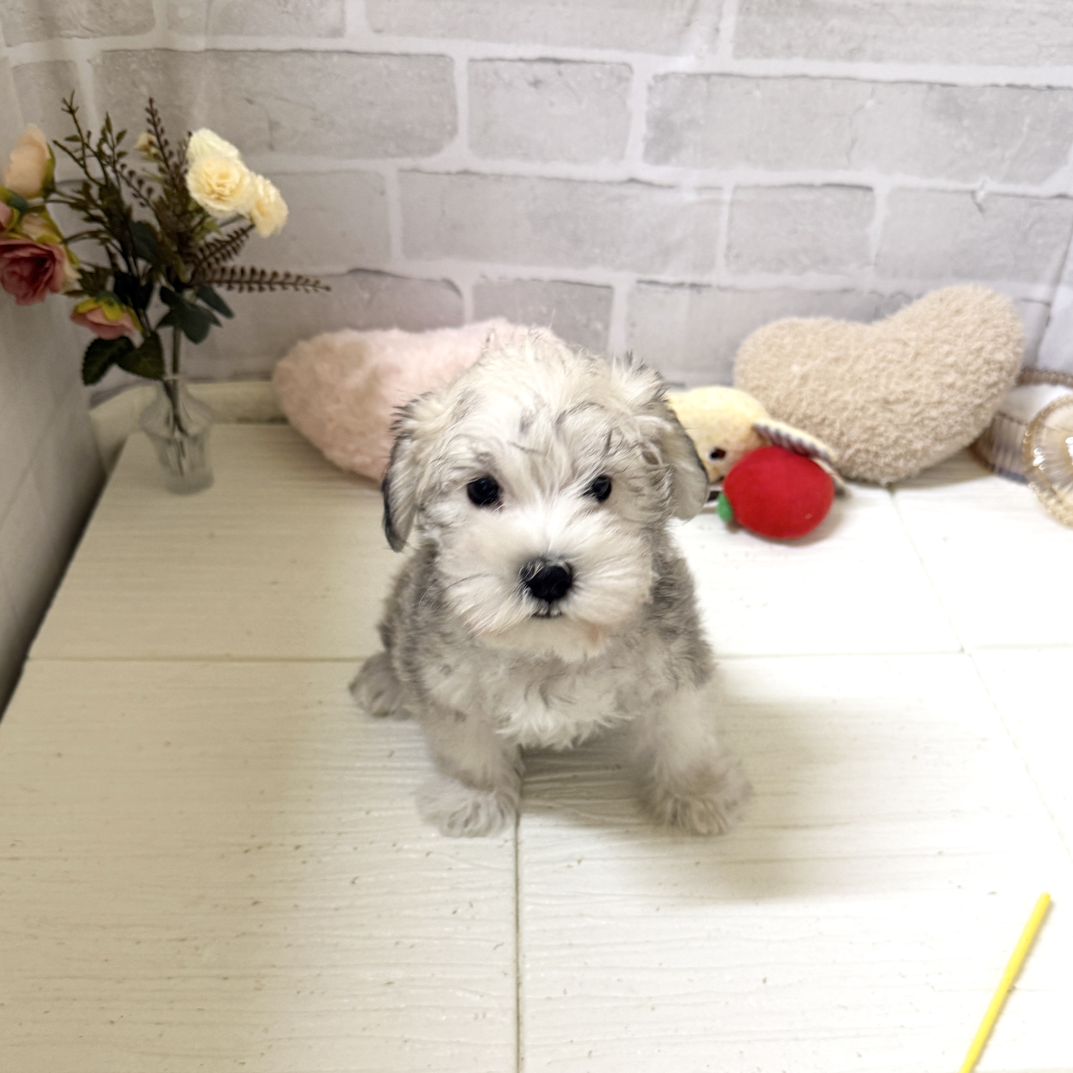 愛知県のシュナマル/マルシュナ(シュナウザー×マルチーズ) (犬の家＆猫の里岡崎店/2025年12月7日生まれ/男の子/ソルトペッパー)の子犬の1枚目の画像