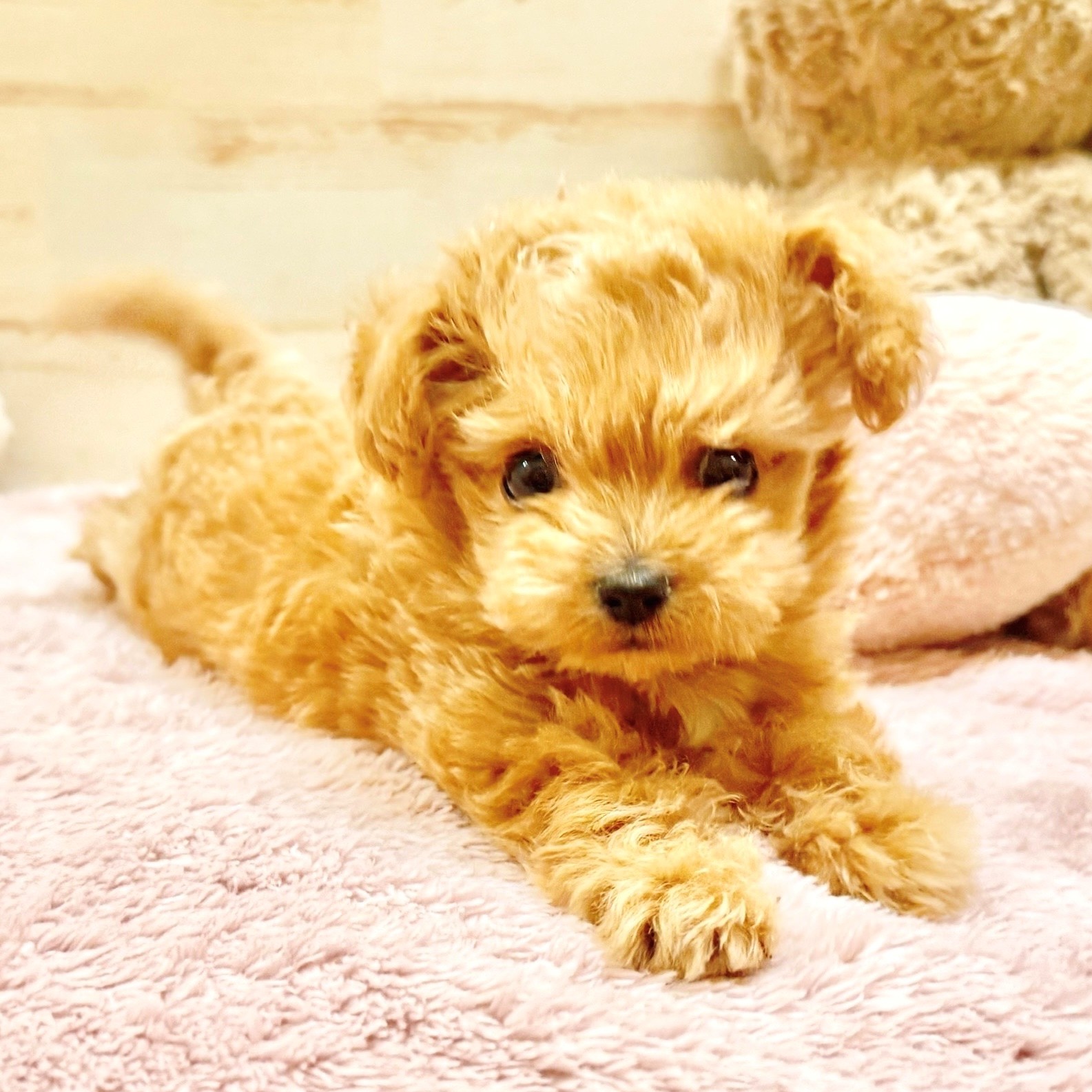 兵庫県のチワプー/プーチー(チワワ×プードル) (犬の家＆猫の里神戸店/2025年12月9日生まれ/女の子/アプリコットホワイト)の子犬