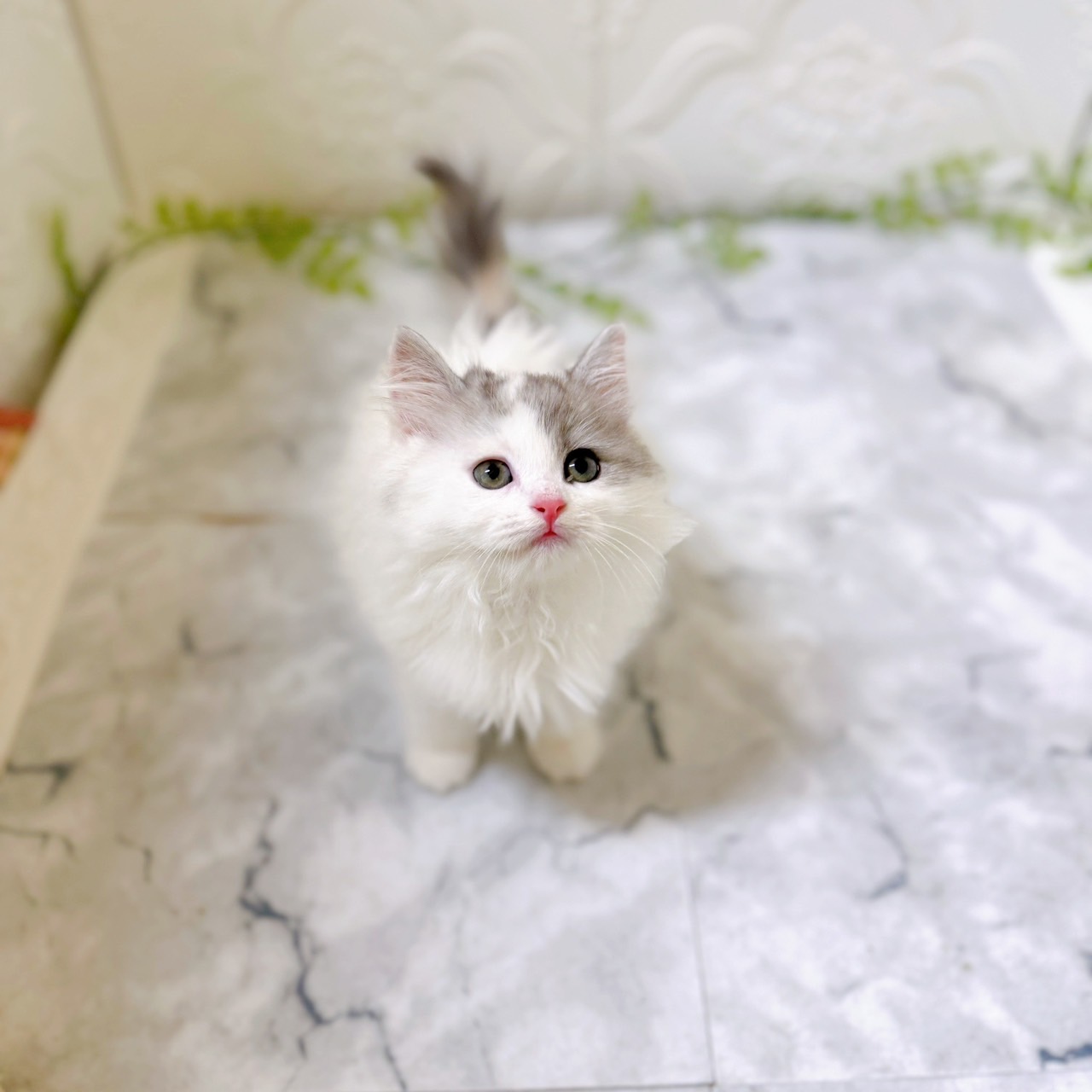 愛知県のサイベリアン (犬の家＆猫の里岡崎店/2025年12月15日生まれ/女の子/ダイリュートキャリコ)の子猫の1枚目の画像