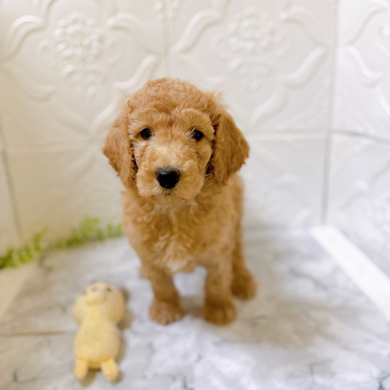 愛知県のスタンダードプードル (犬の家＆猫の里岡崎店/2025年12月9日生まれ/女の子/アプリコット)の子犬の1枚目の画像