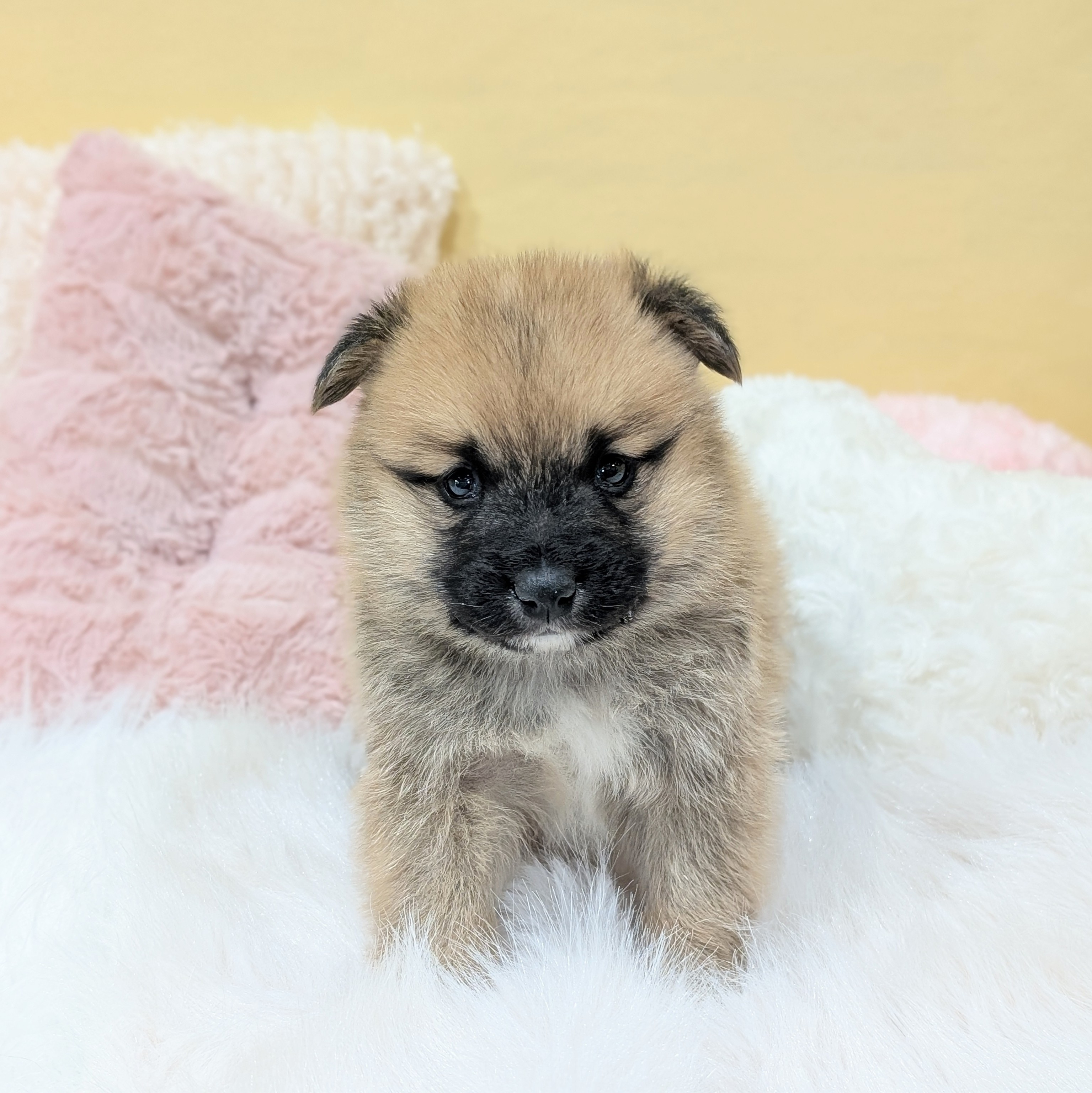 神奈川県のポメ柴/豆ポメ/ポメ豆柴(ポメラニアン×柴犬) (犬の家＆猫の里元住吉ブレーメン通り店/2025年12月11日生まれ/男の子/赤)の子犬