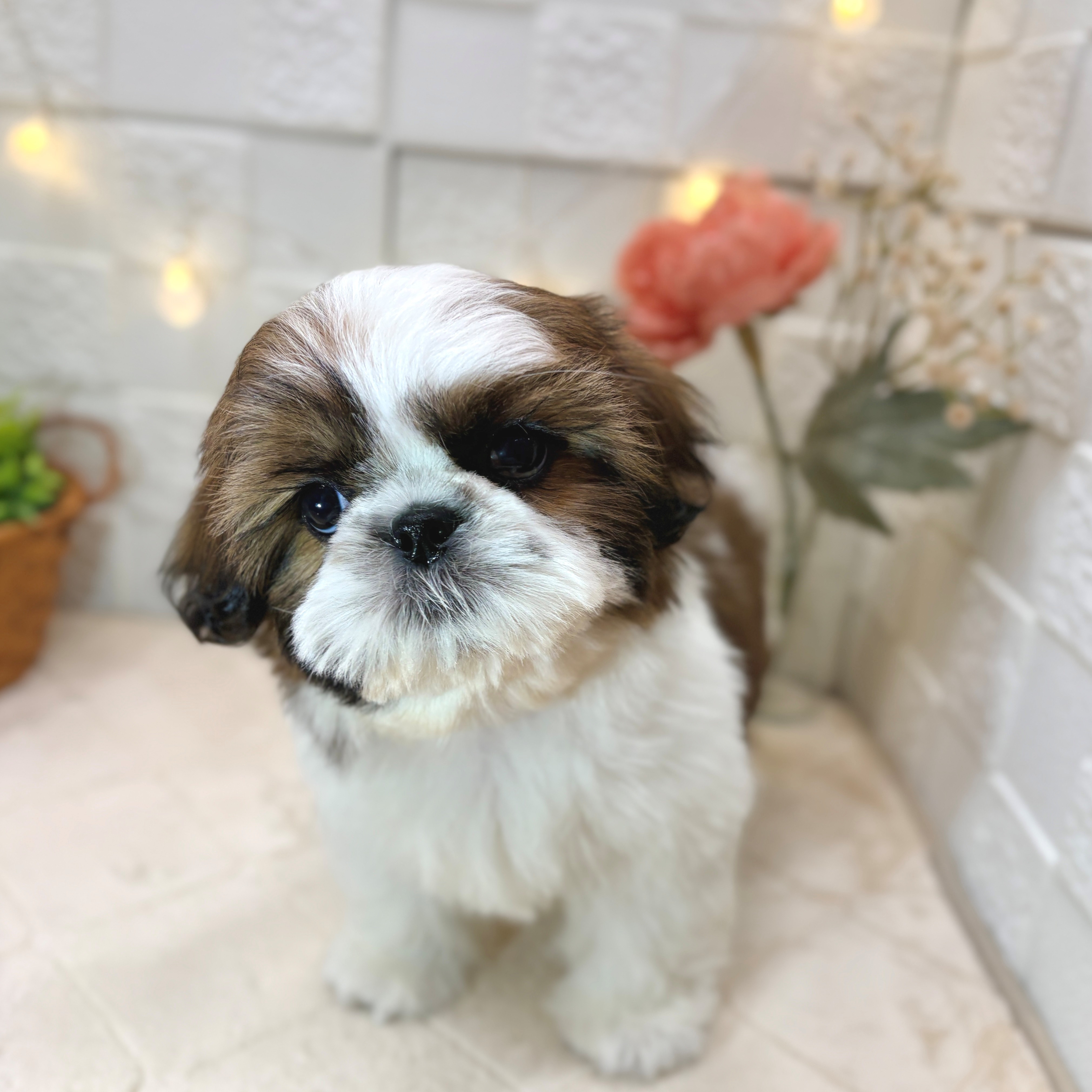 シーズー女の子の写真