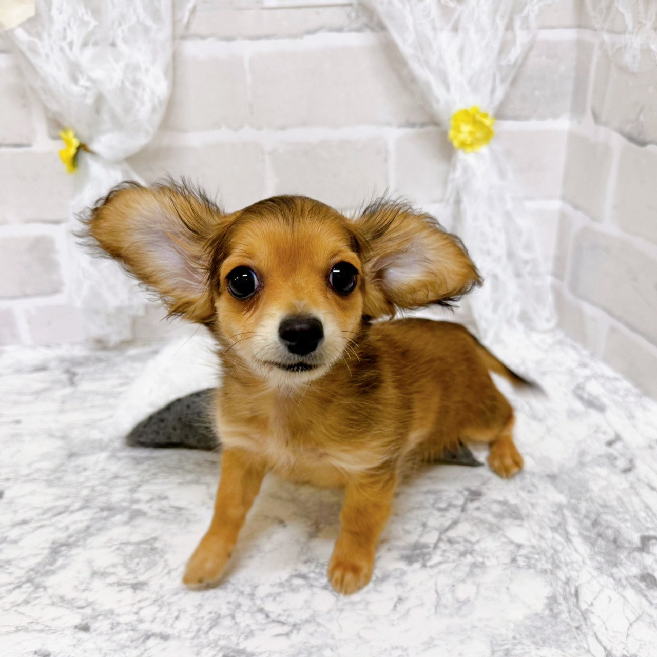 ハーフ犬女の子の写真