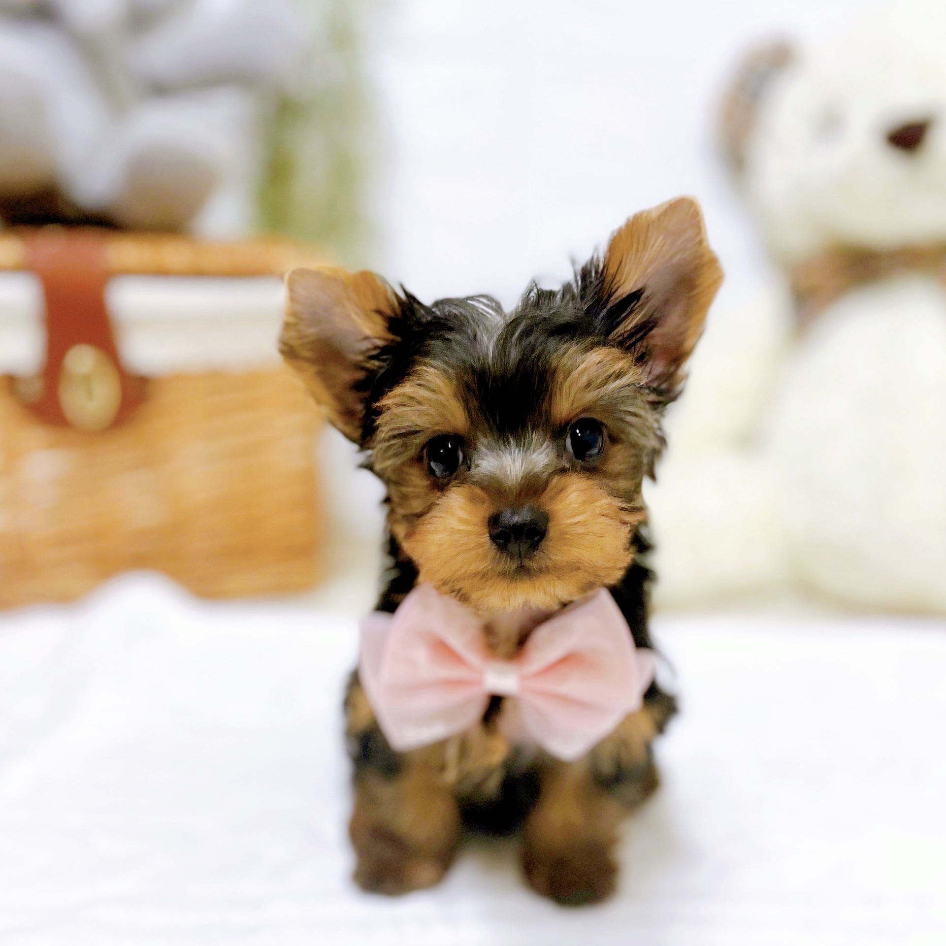 滋賀県のヨークシャーテリア (犬の家＆猫の里近江八幡店/2025年12月18日生まれ/女の子/スチールブルータン)の子犬