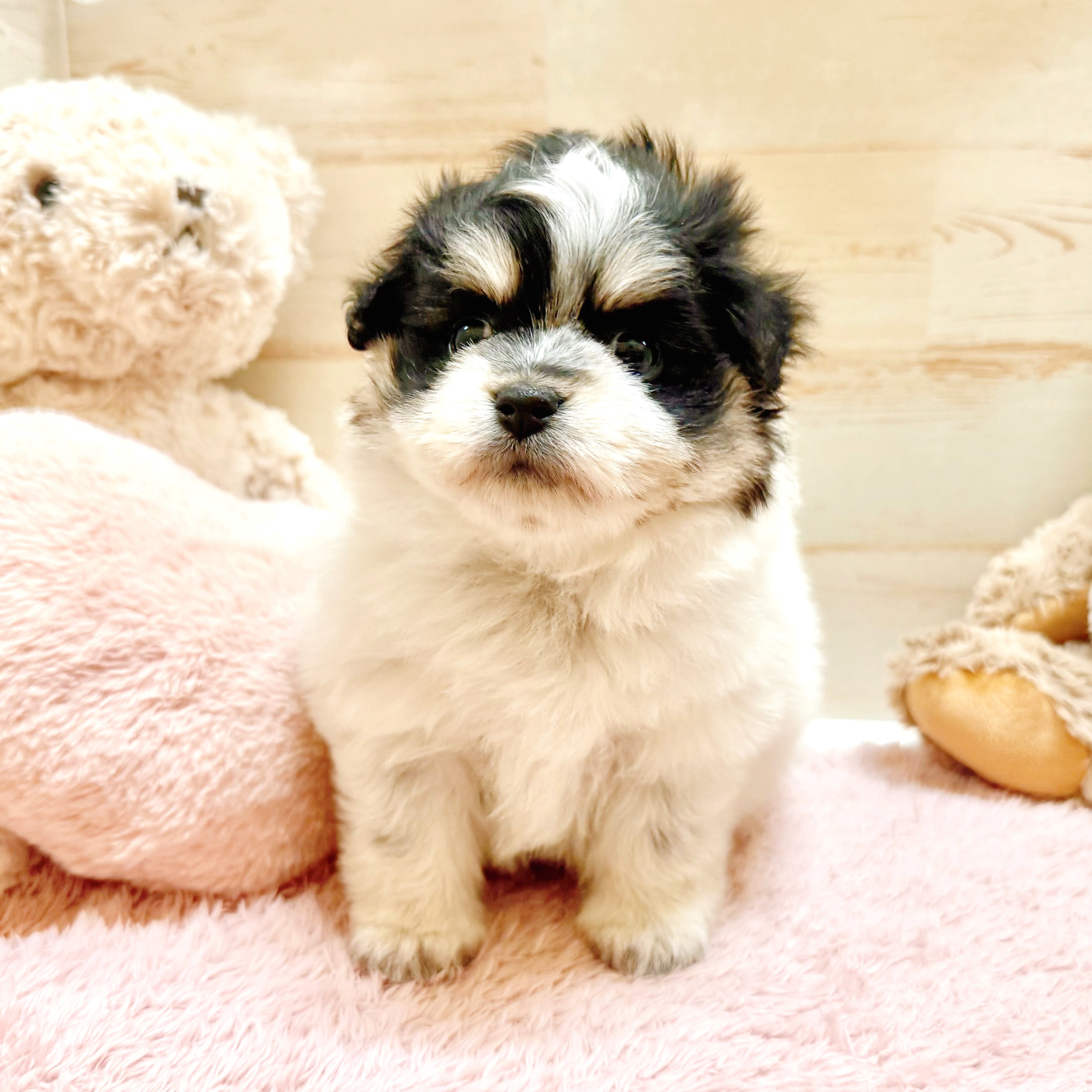 兵庫県のポメマル/マルポメ(ポメラニアン×マルチーズ) (犬の家＆猫の里神戸店/2025年12月20日生まれ/女の子/パーティーカラー)の子犬の1枚目の画像