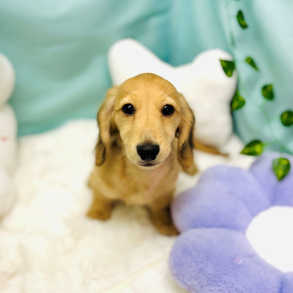 愛知県のカニンヘンダックスフンド(ロング) (犬の家＆猫の里愛知刈谷店/2025年12月10日生まれ/男の子/シェーデットイエロー)の子犬の1枚目の画像