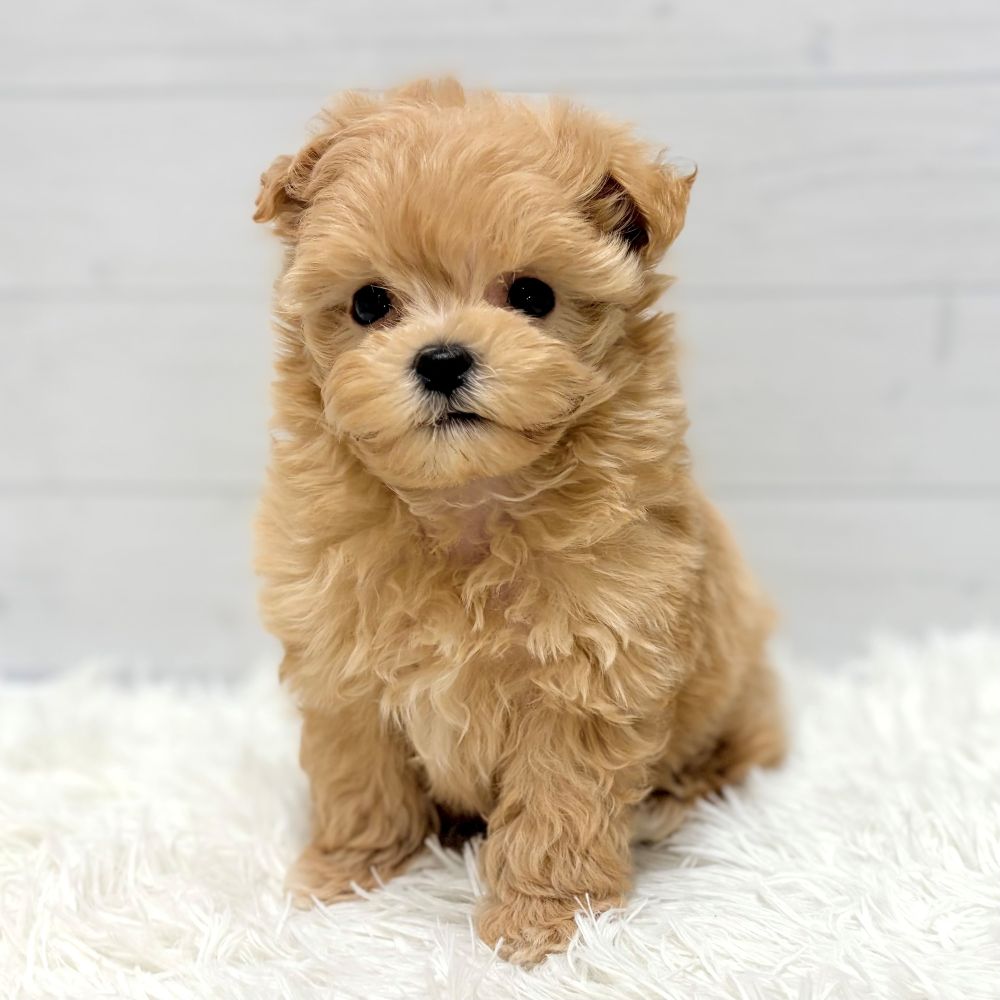 ハーフ犬男の子の写真