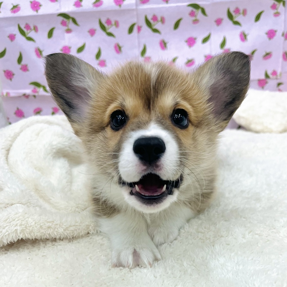 愛知県のウェルシュコーギーペンブローク (犬の家＆猫の里エアポートウォーク店/2025年12月23日生まれ/男の子/レッドホワイト)の子犬