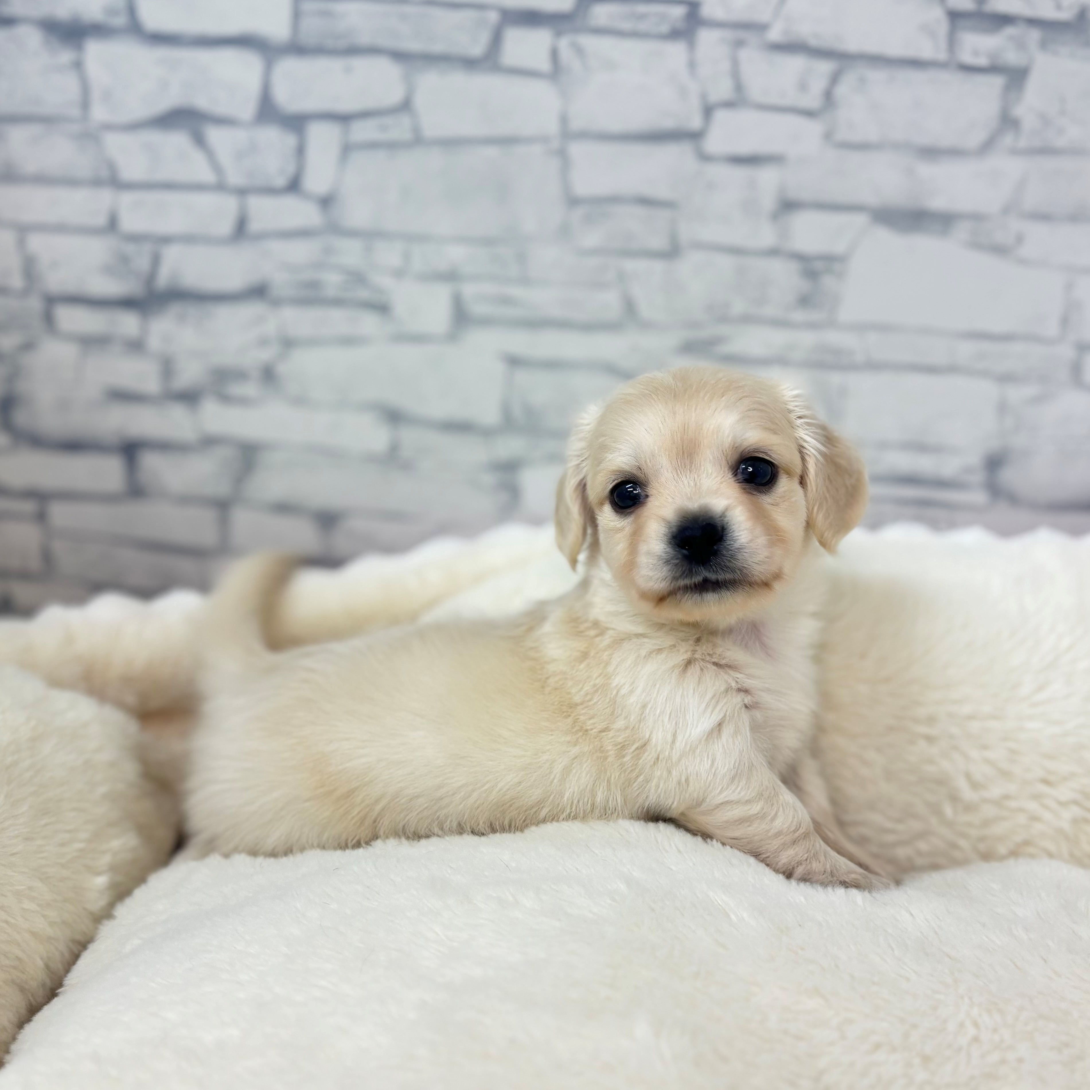 ハーフ犬男の子の写真